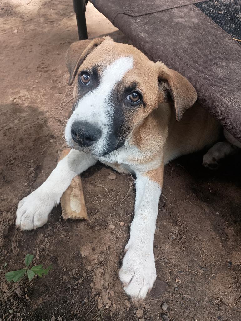 Enlarge Tulip, a Adoptable mixed breed in Tyler, TX image 2/2