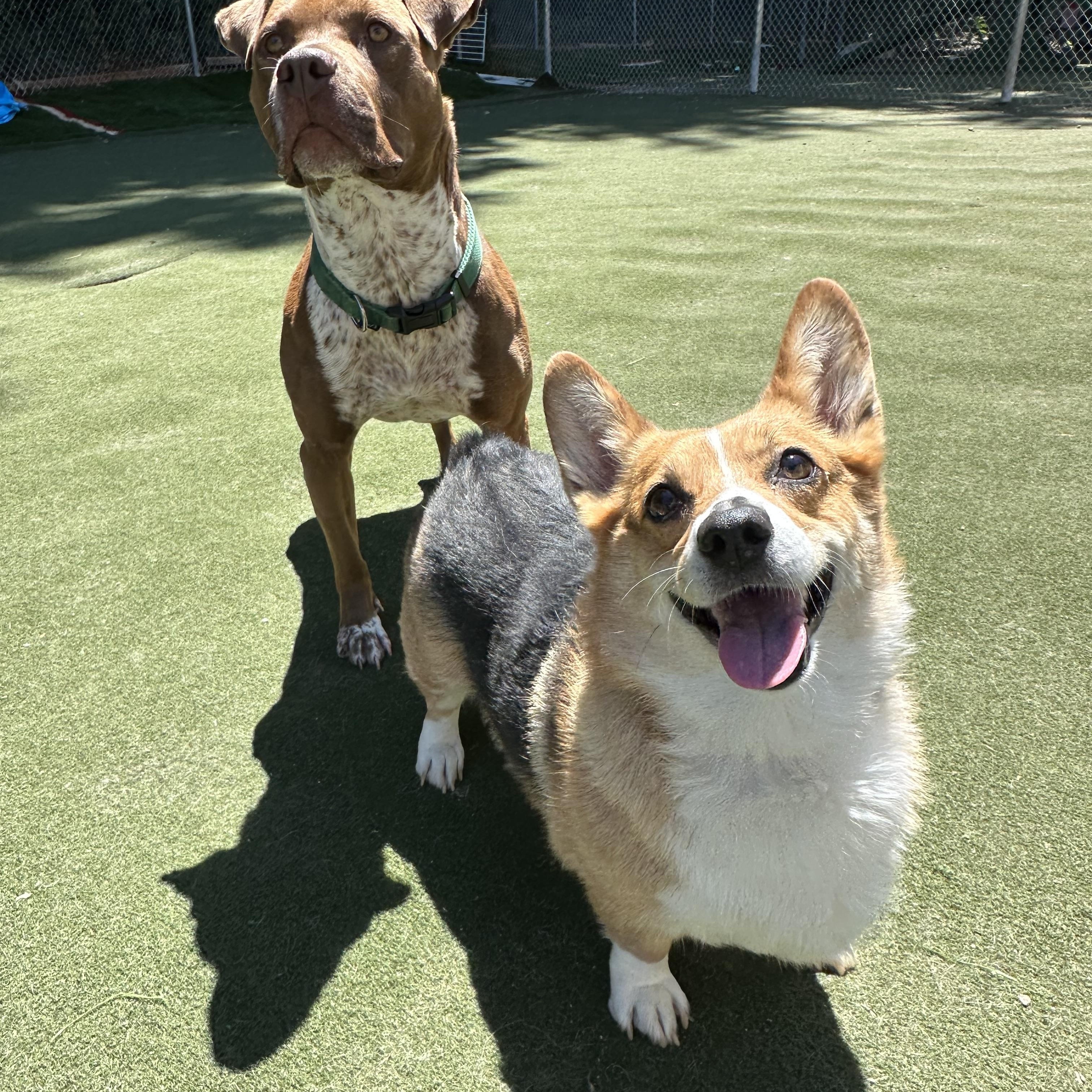 Pop Tart , an adopted Corgi in Charlotte, NC image 2/6