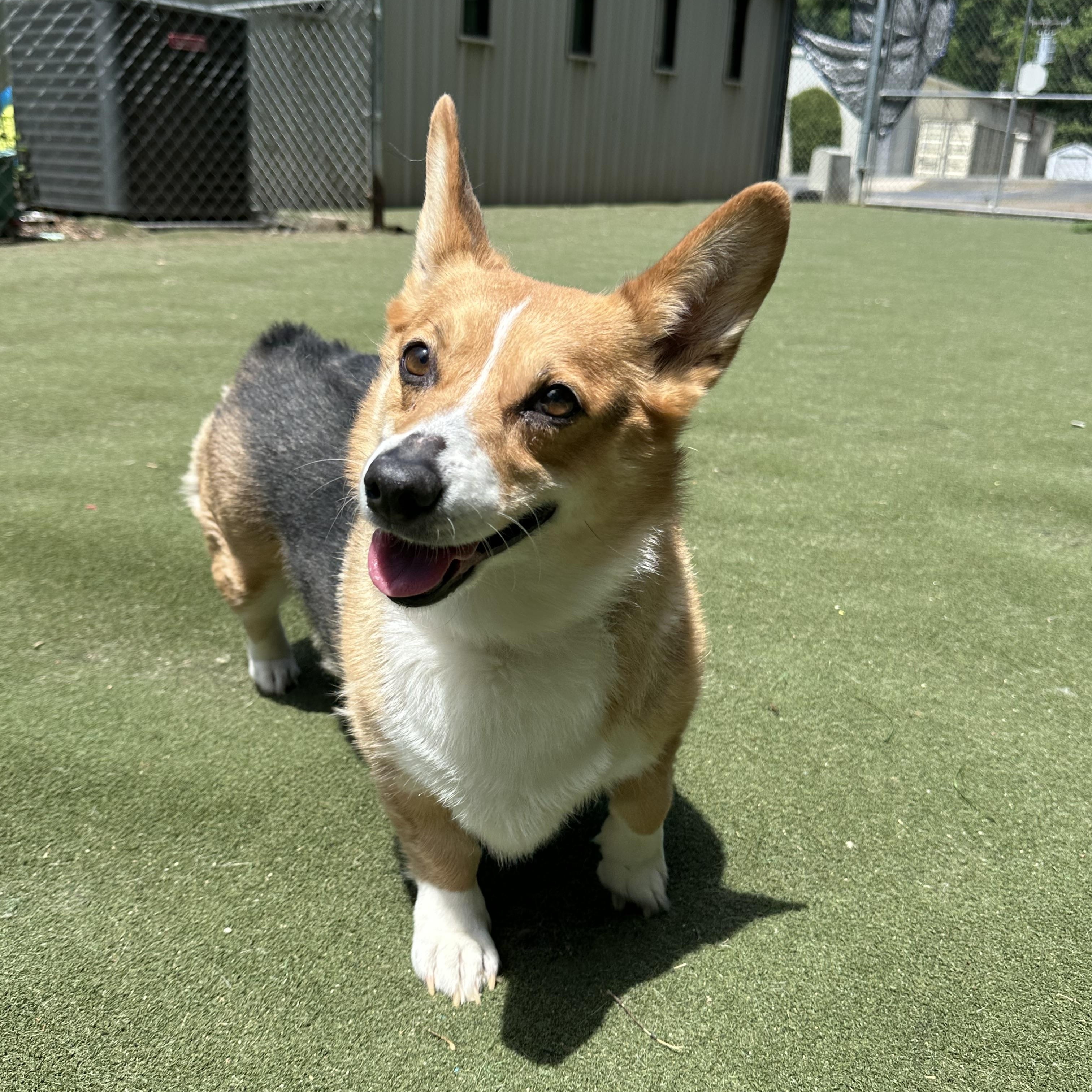 Pop Tart , an adopted Corgi in Charlotte, NC image 1/6