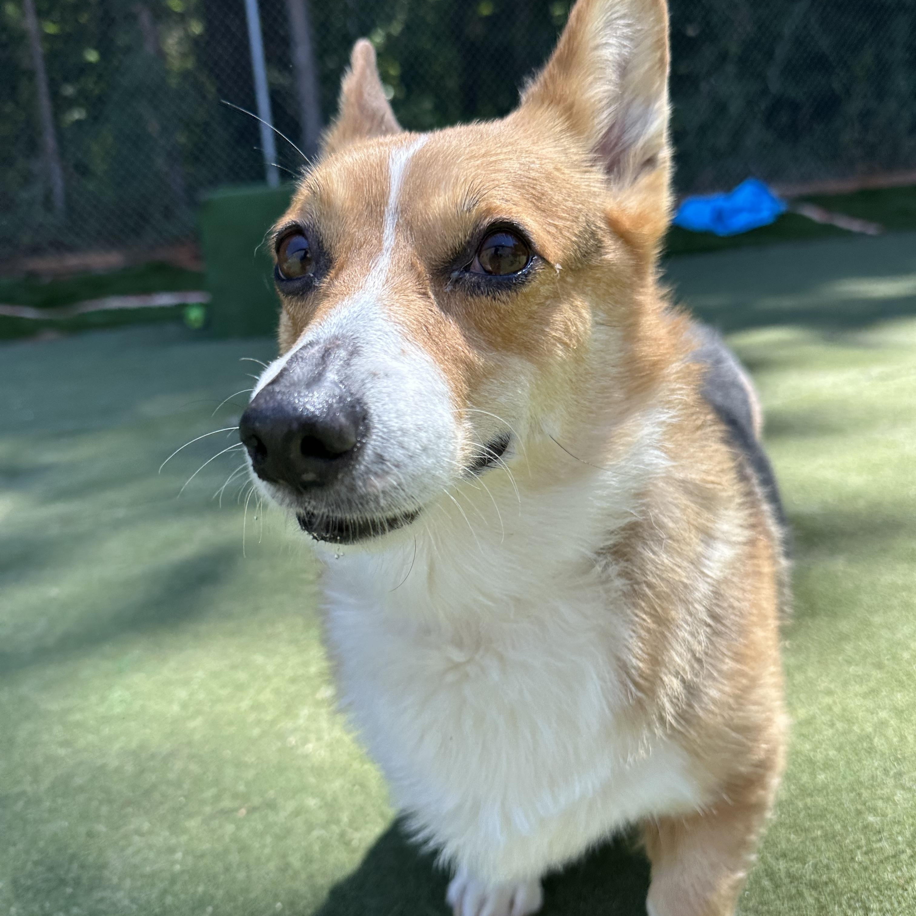 Pop Tart , an adopted Corgi in Charlotte, NC image 4/6