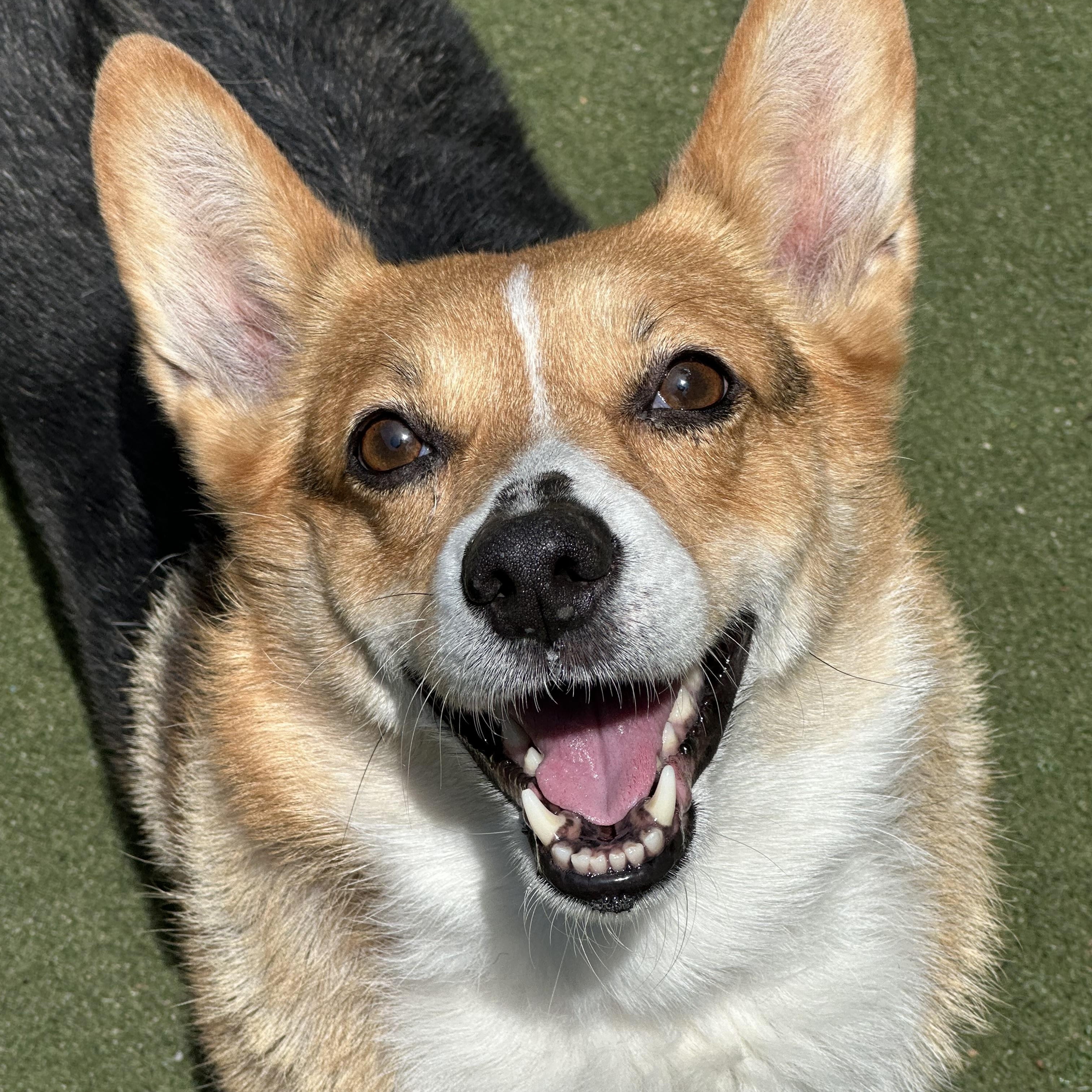 Pop Tart , an adopted Corgi in Charlotte, NC image 5/6