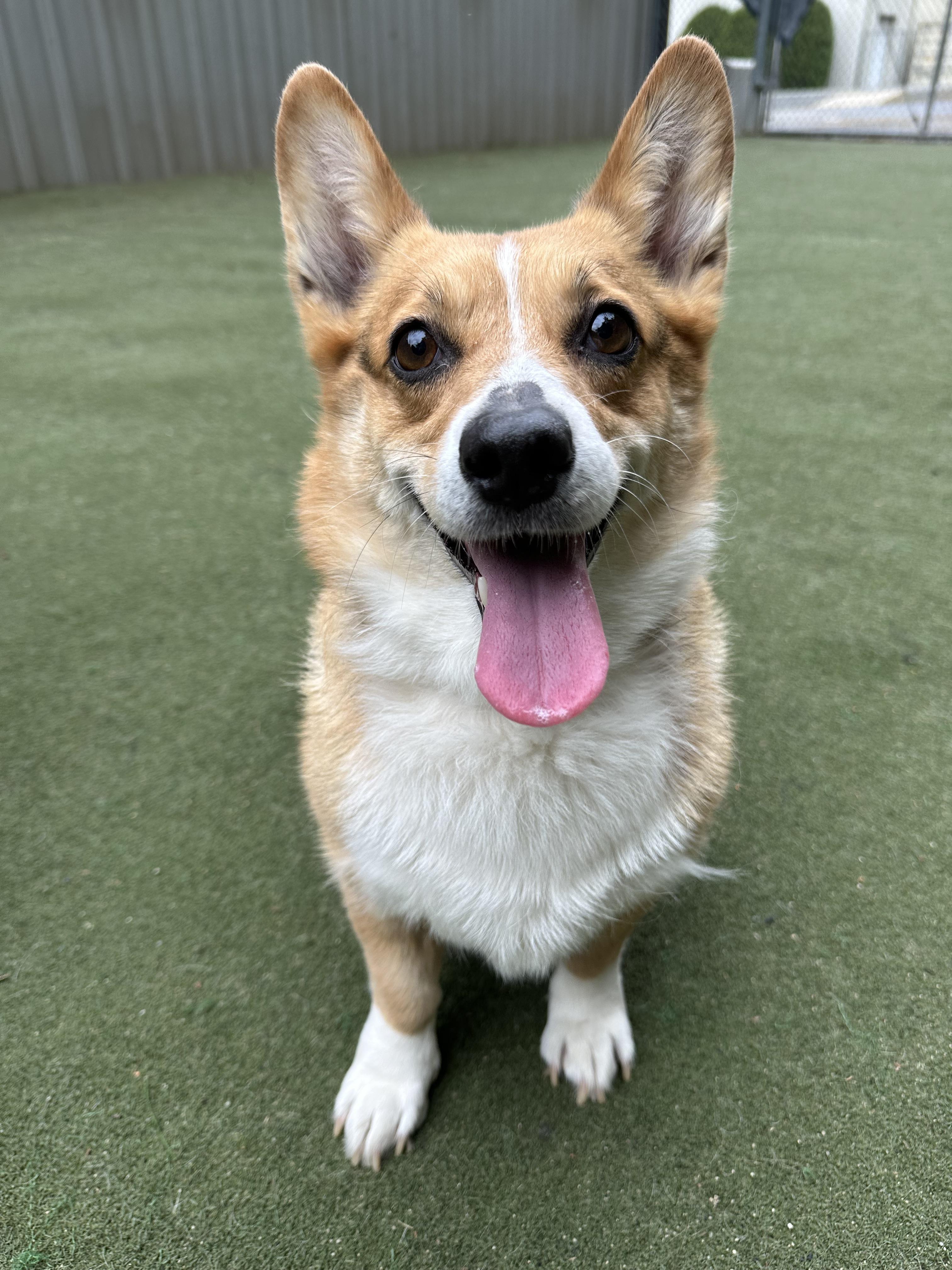 Pop Tart , an adopted Corgi in Charlotte, NC image 6/6