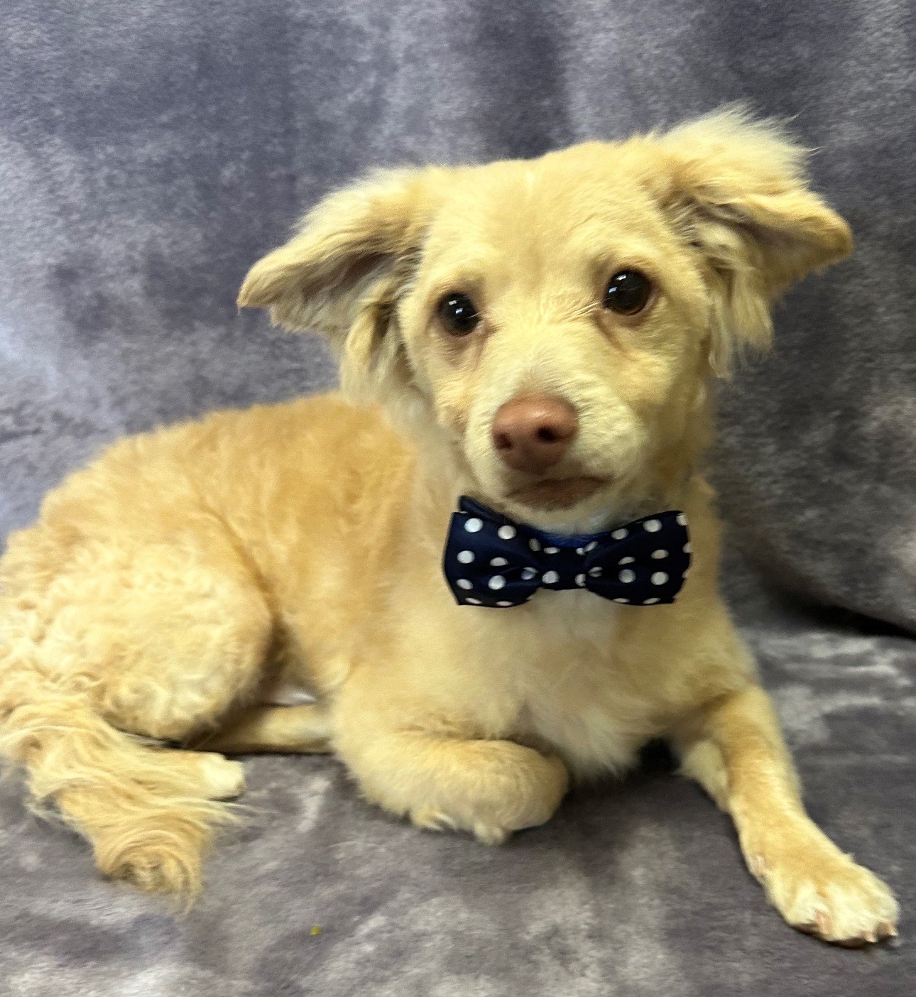 Enlarge Ollie, a Adoptable mixed breed in Lodi, CA image 1/5