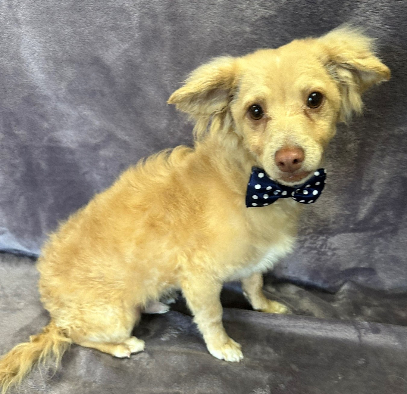 Enlarge Ollie, a Adoptable mixed breed in Lodi, CA image 2/5