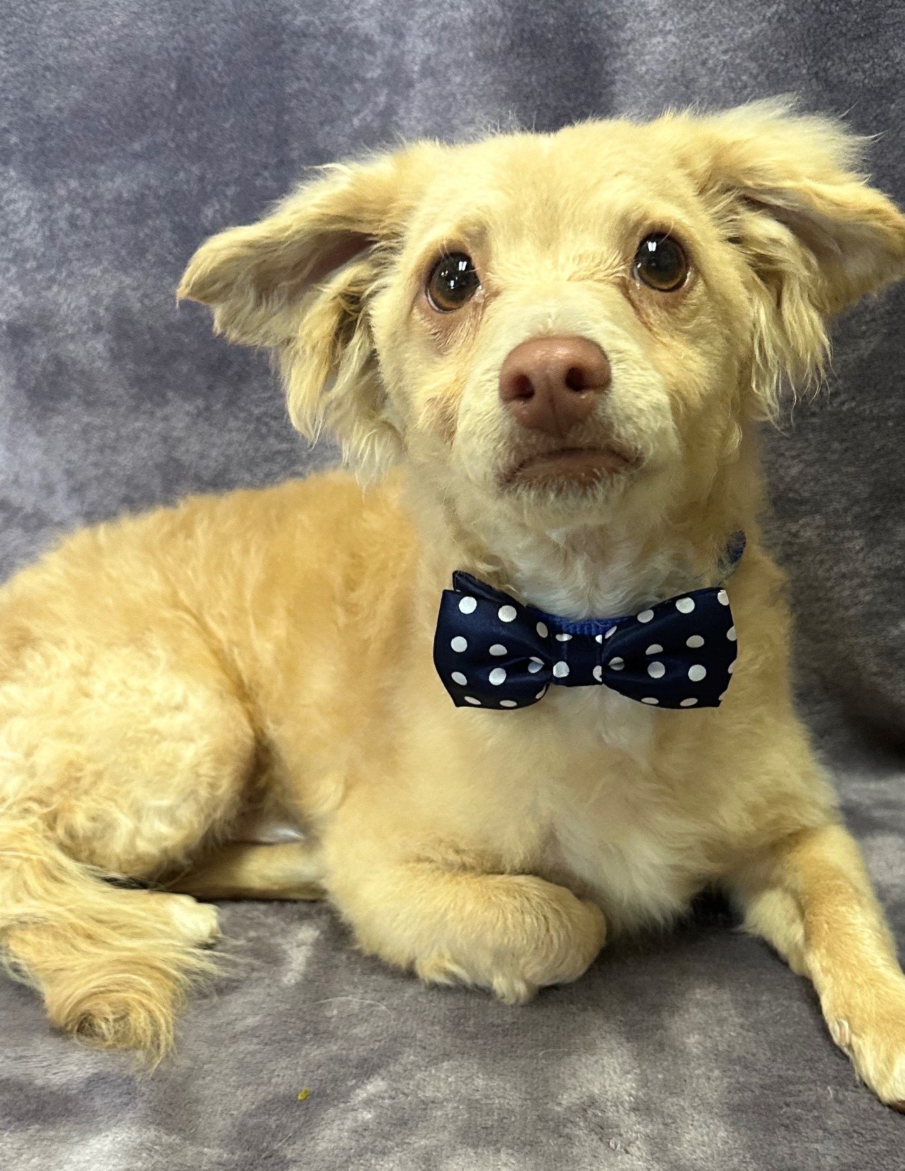 Enlarge Ollie, a Adoptable mixed breed in Lodi, CA image 3/5