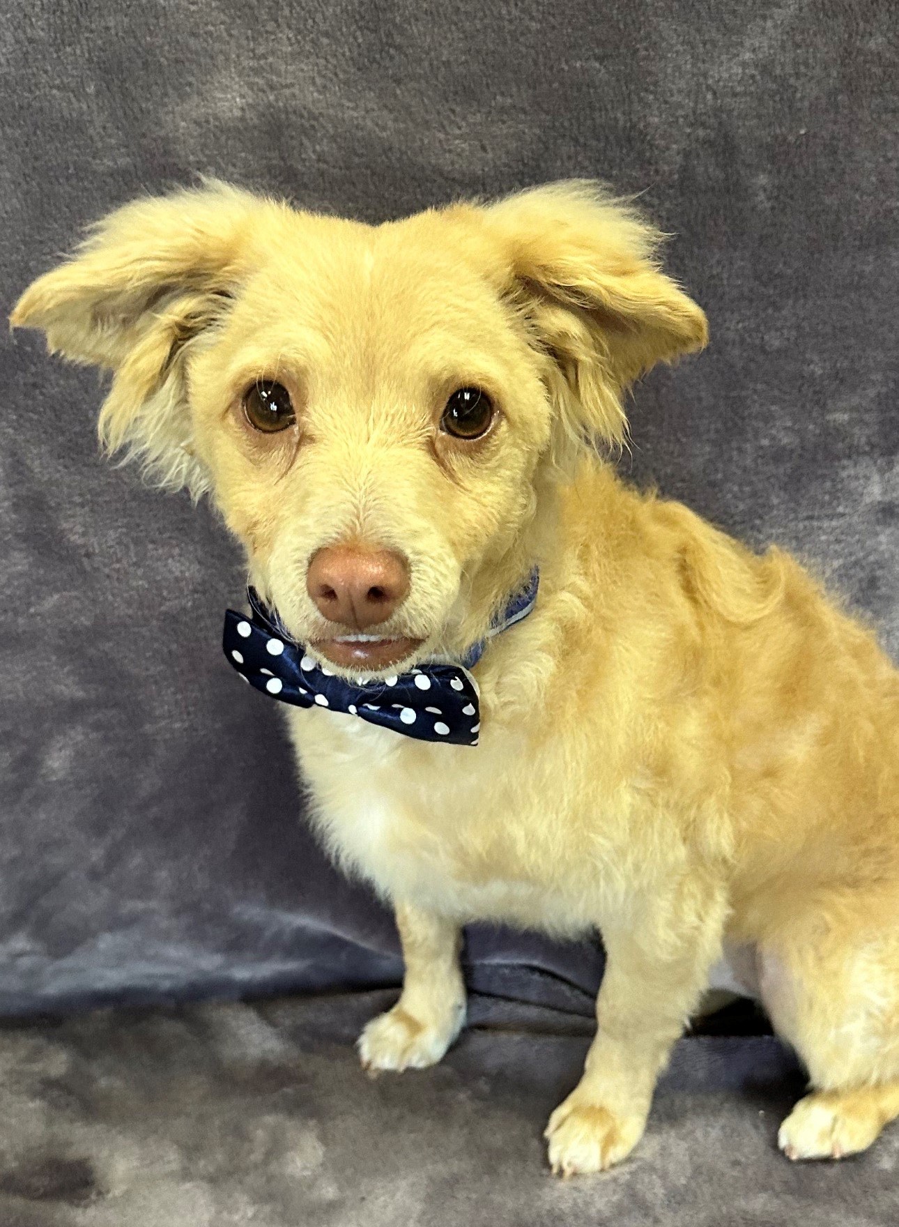 Enlarge Ollie, a Adoptable mixed breed in Lodi, CA image 4/5