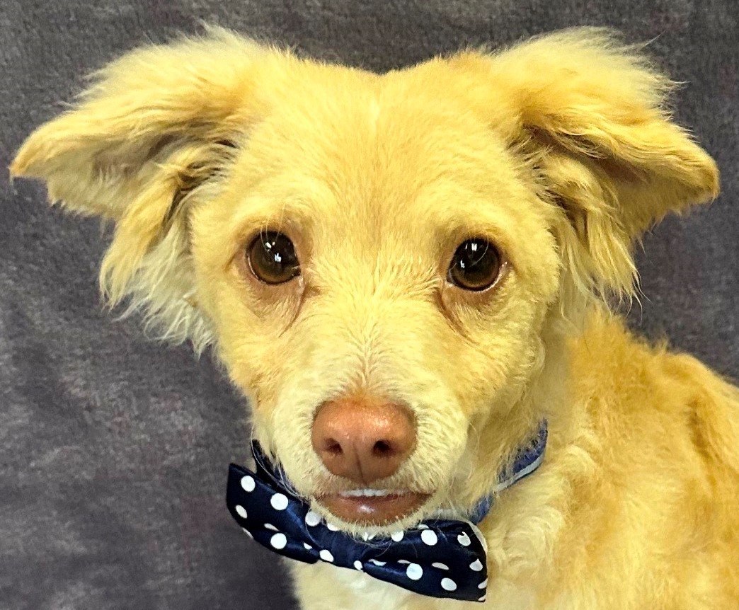 Enlarge Ollie, a Adoptable mixed breed in Lodi, CA image 5/5