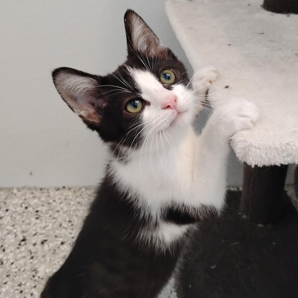 Jackson Stewart, Adoptable, Kitten Male Domestic Short Hair.