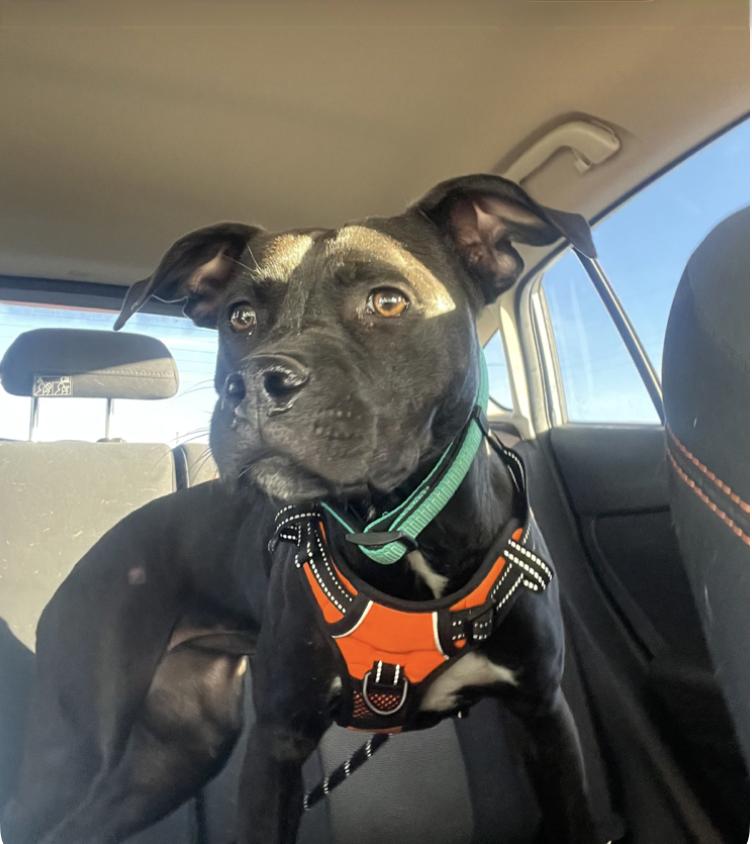 Cocoa, the Cuddler — thumbnail 2