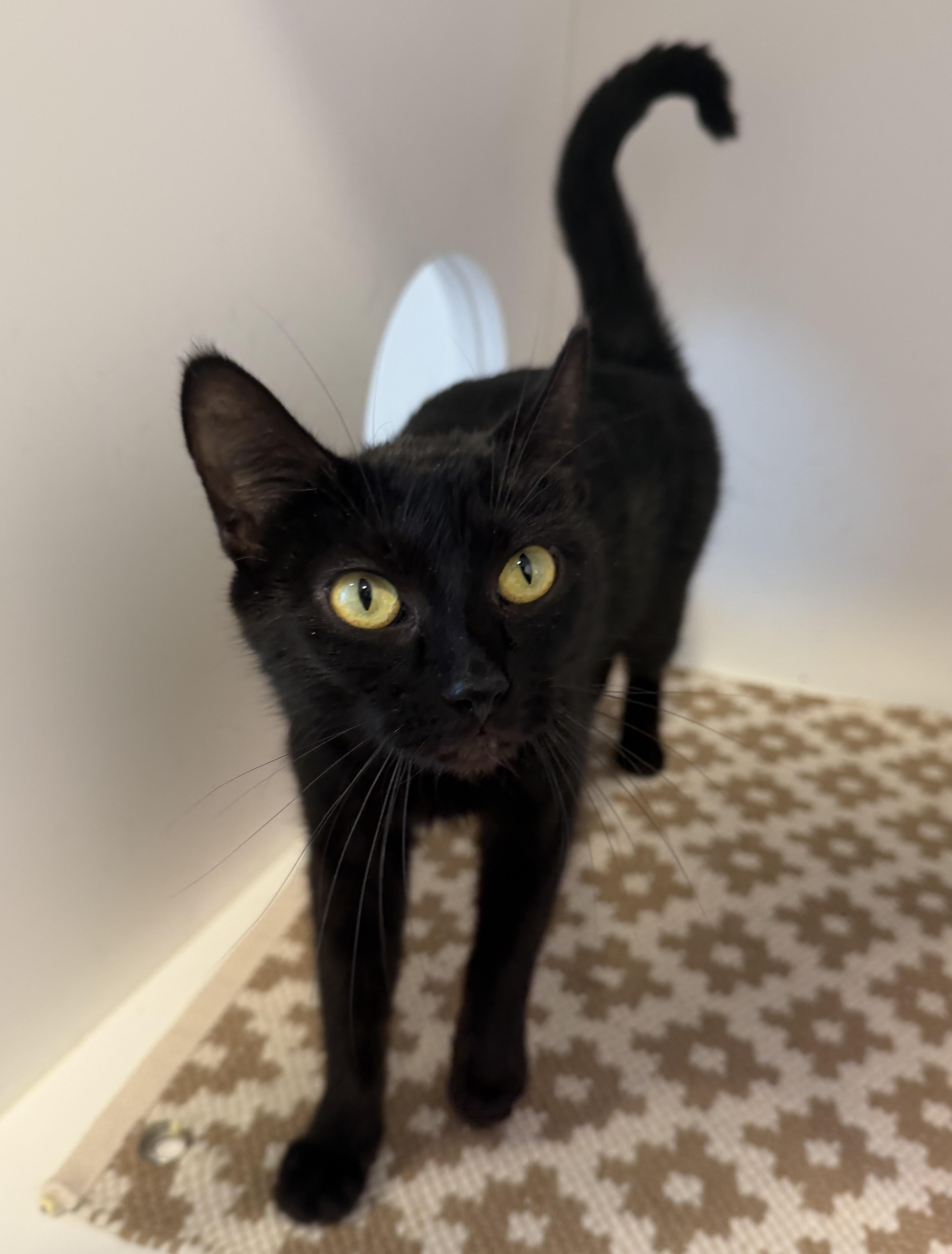 Enlarge Elle, an adopted American Shorthair in Hull, MA image 4/5