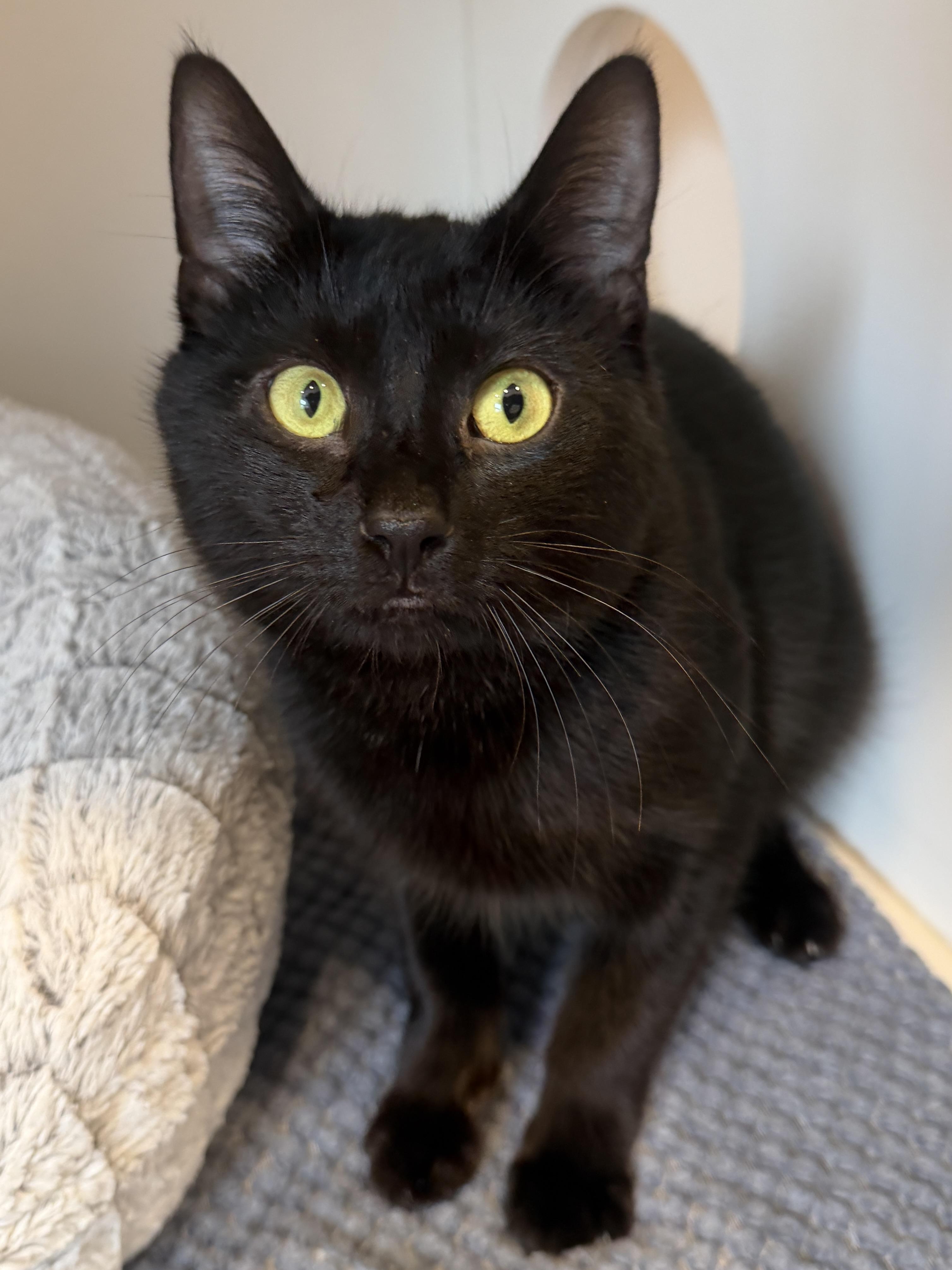 Enlarge Elle, an adopted American Shorthair in Hull, MA image 5/5