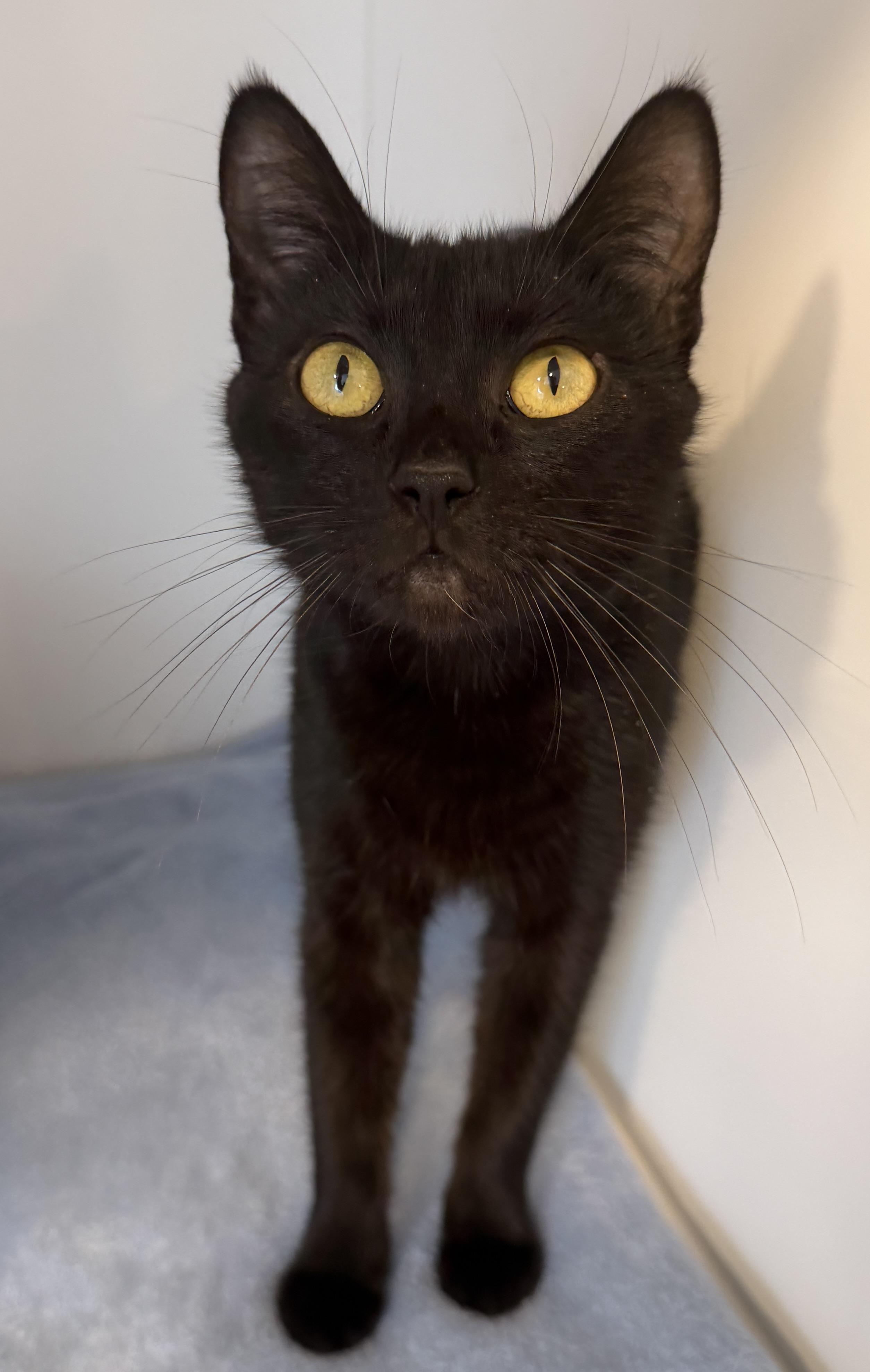 Elle, ADOPTABLE, Adult Female American Shorthair.