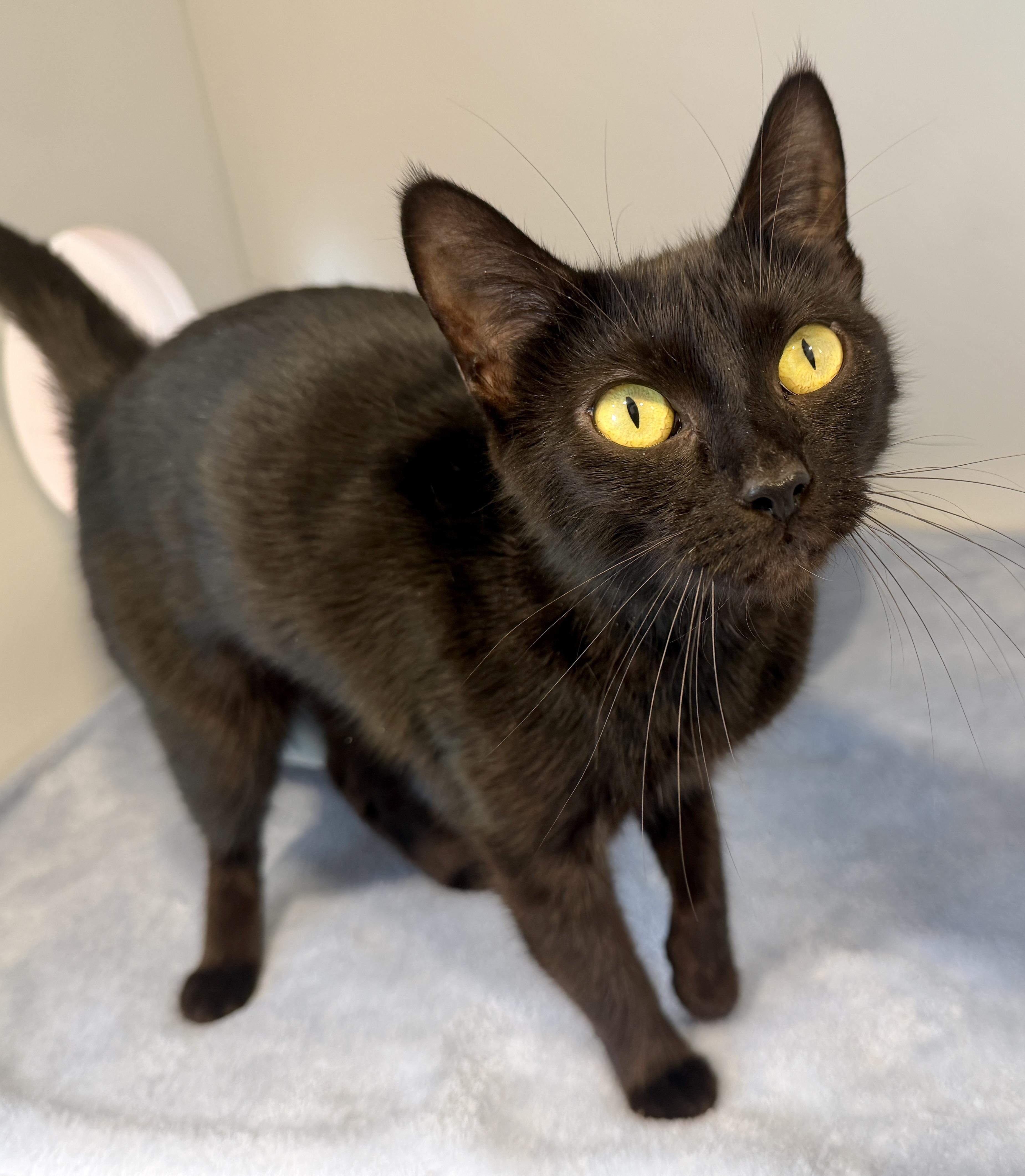 Enlarge Elle, an adopted American Shorthair in Hull, MA image 3/5