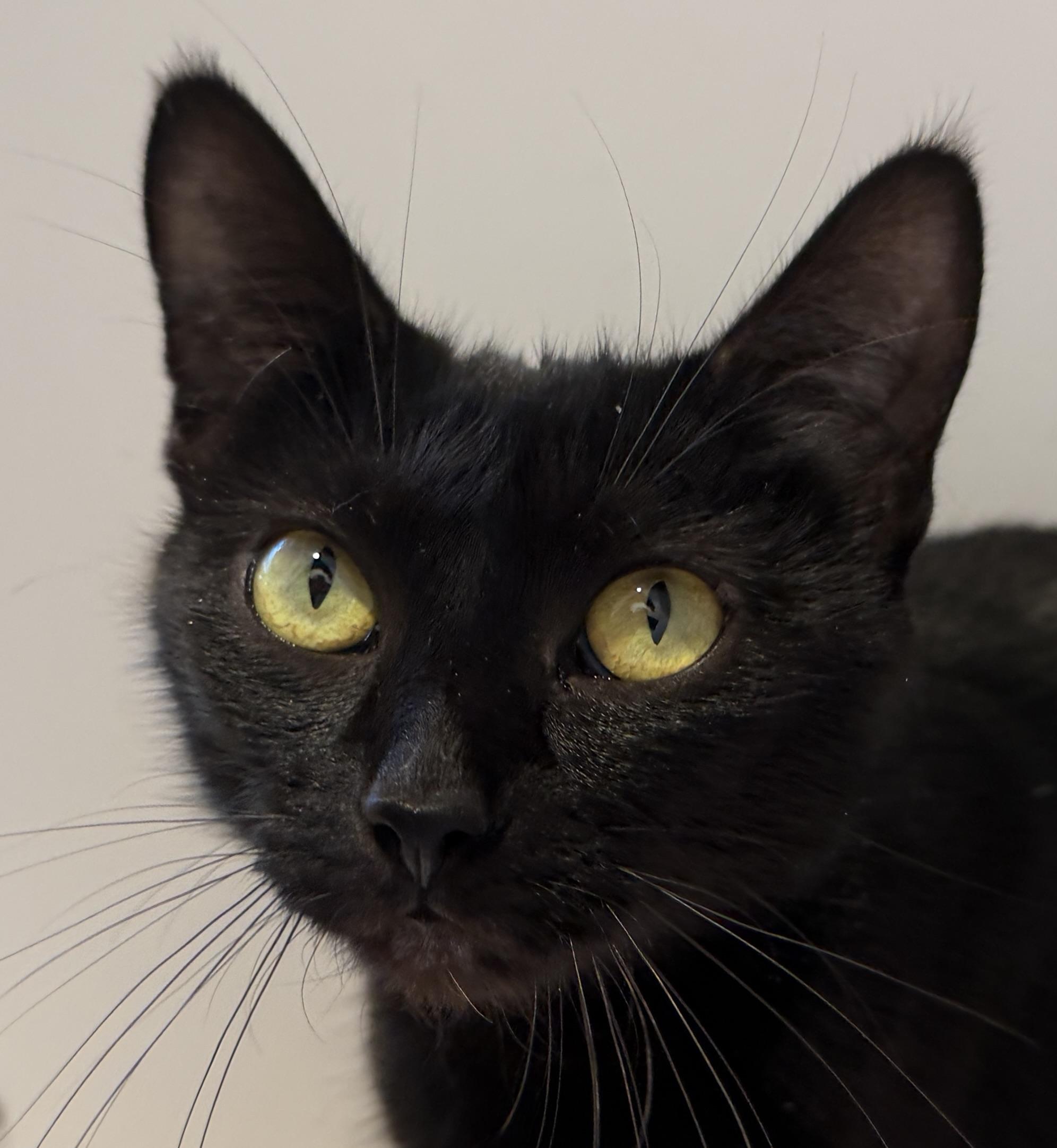 Enlarge Elle, an adopted American Shorthair in Hull, MA image 2/5