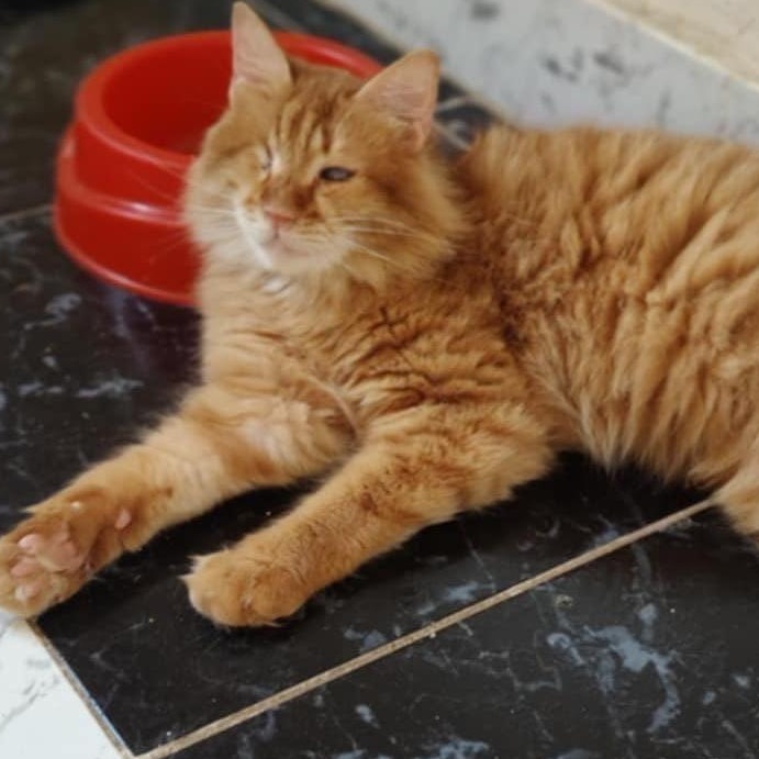 Stellan , a ADOPTABLE mixed breed in Brampton, ON image 3/4