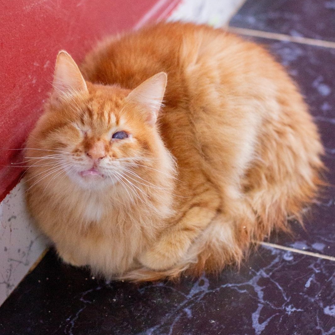 Stellan , a ADOPTABLE mixed breed in Brampton, ON image 2/4