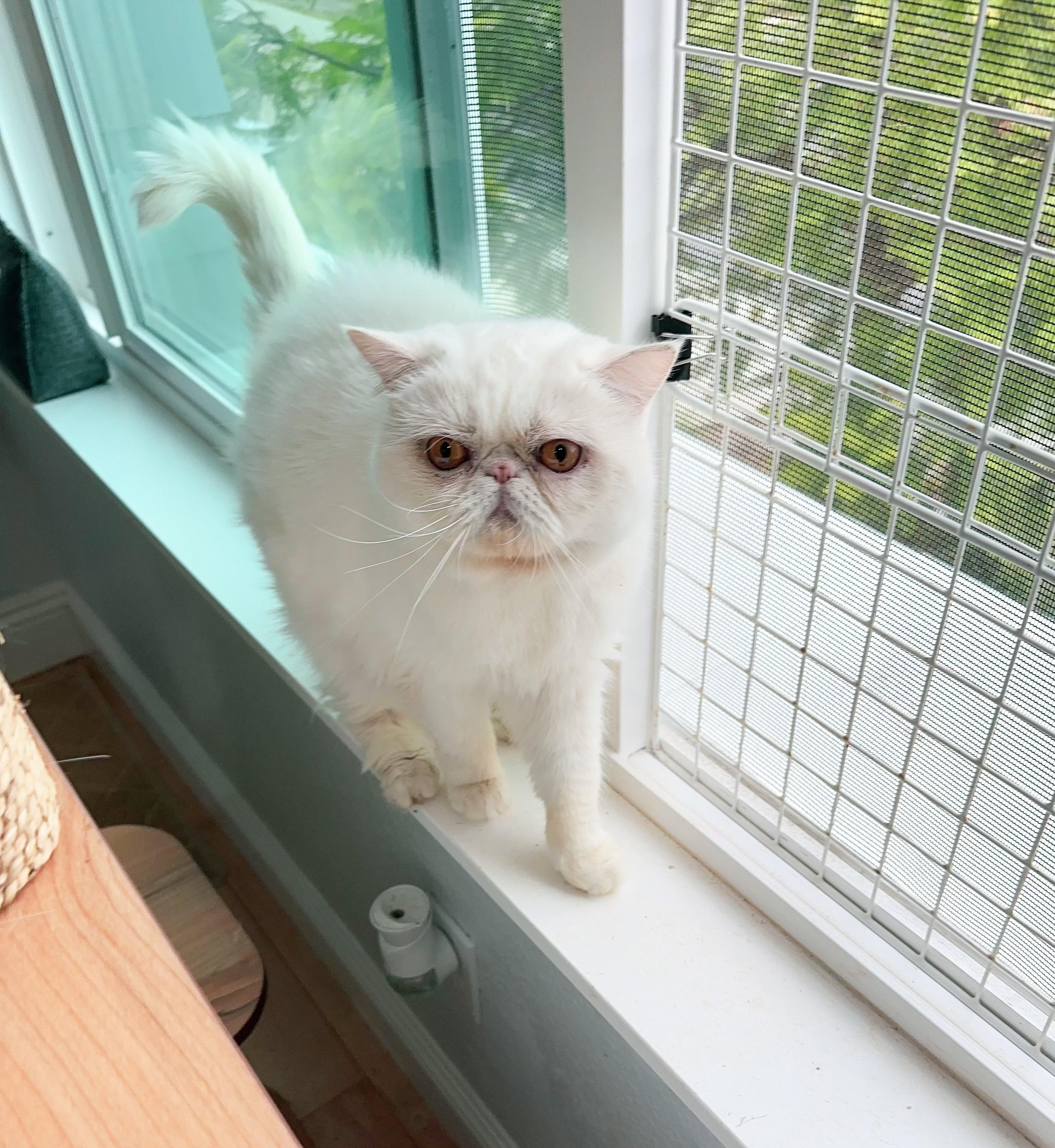 Cotton (located in Cupertino CA) 1