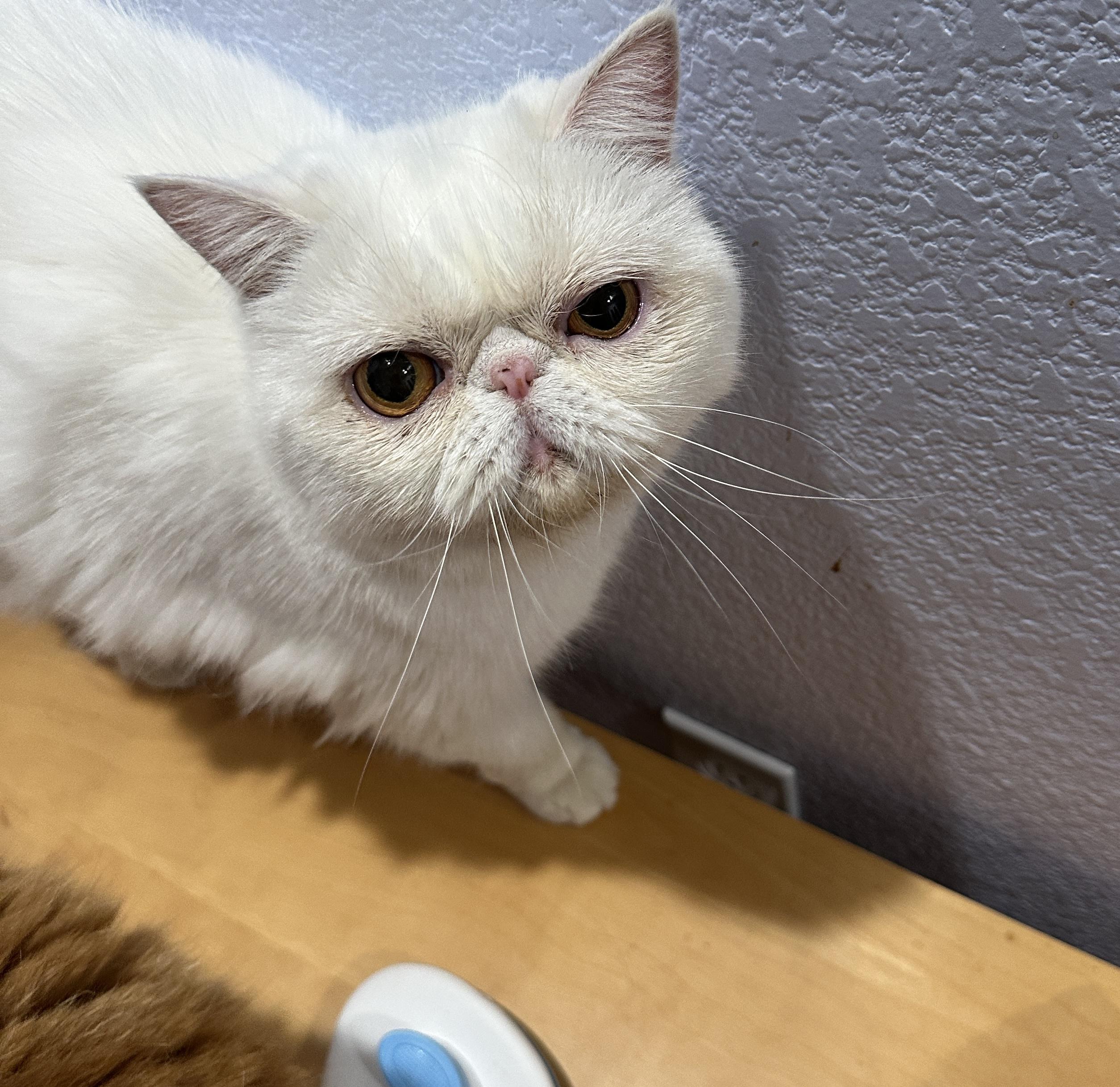 Cotton (located in Cupertino CA)