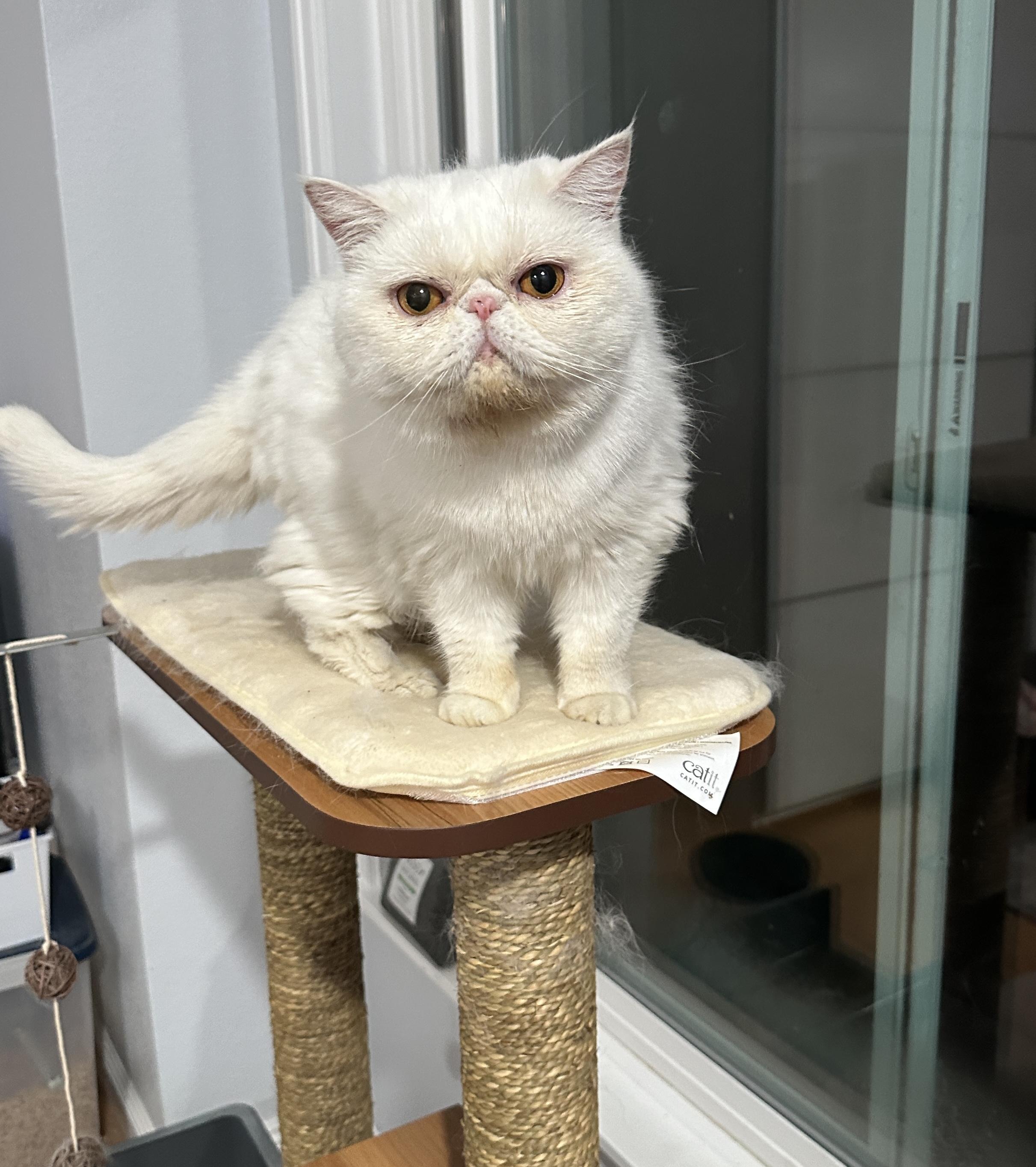 Cotton (bonded with Icy and Ginger)