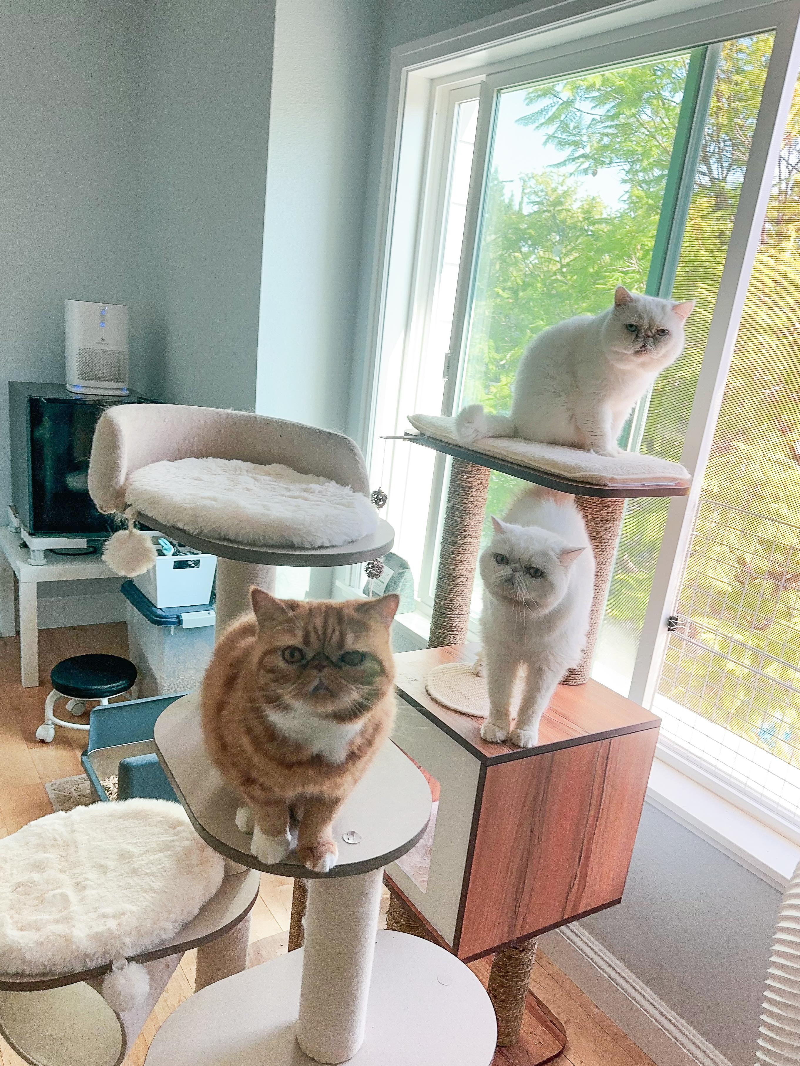 Cotton (located in Cupertino CA) 5