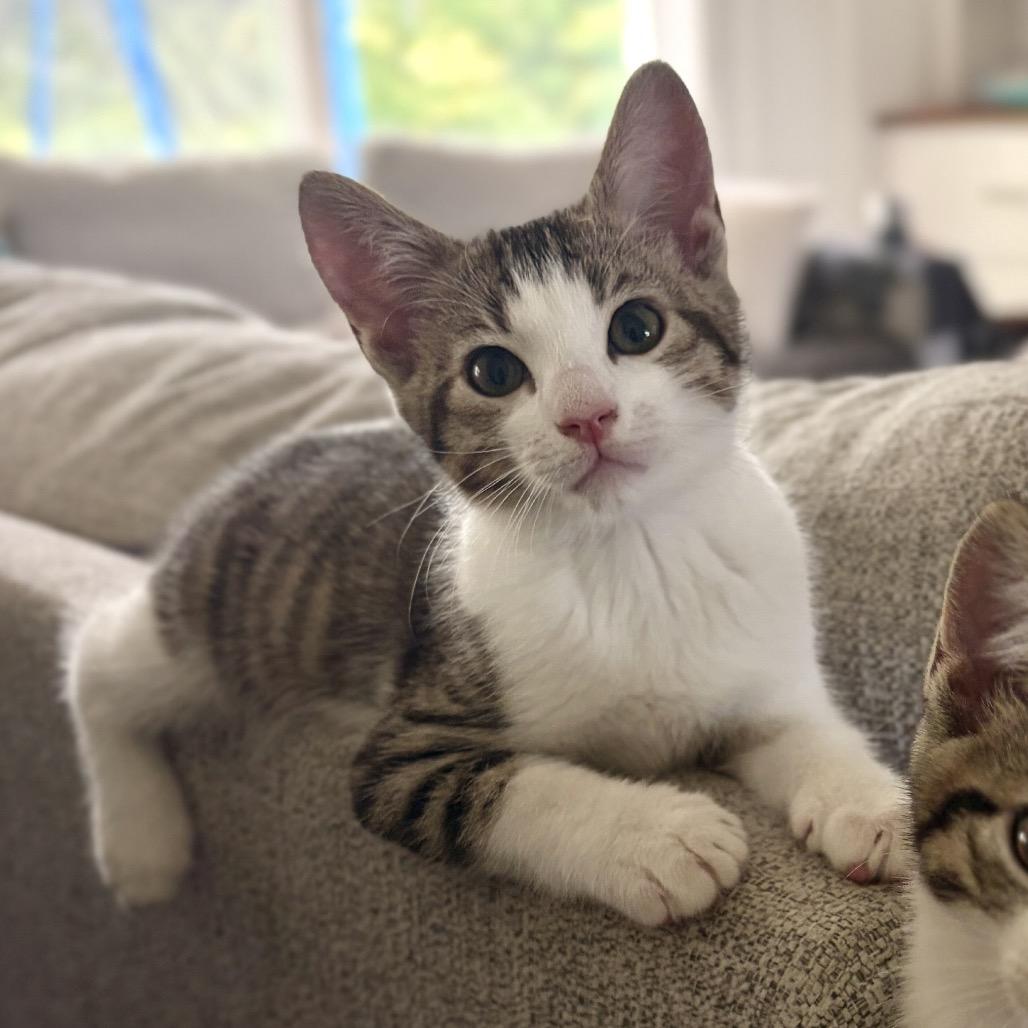 Ferb, Adoptable, Kitten Male Domestic Short Hair.