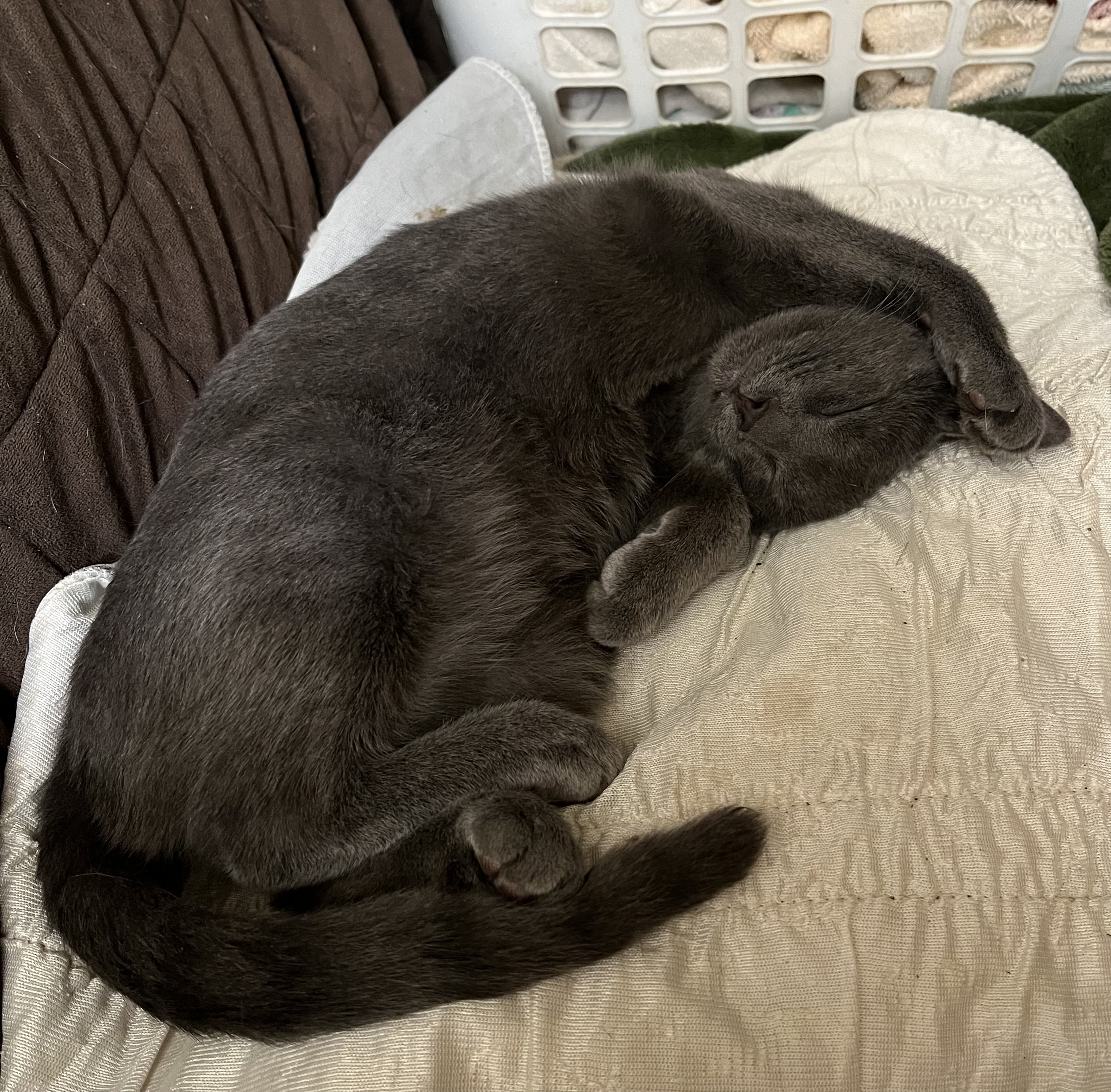 Enlarge Audrey, a Adoptable Domestic Short Hair in Mount Airy, MD image 3/5