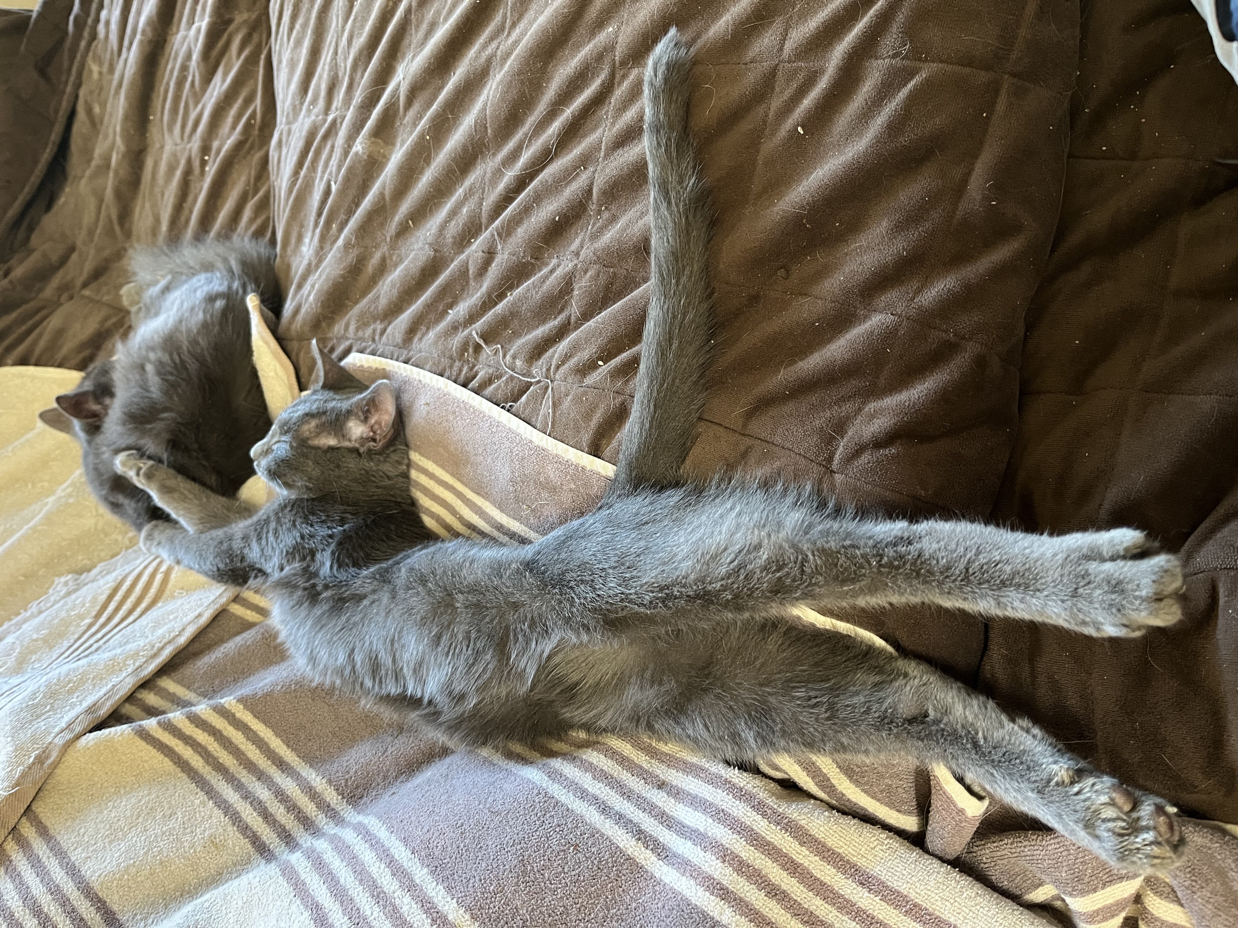 Enlarge Audrey, a Adoptable Domestic Short Hair in Mount Airy, MD image 4/5