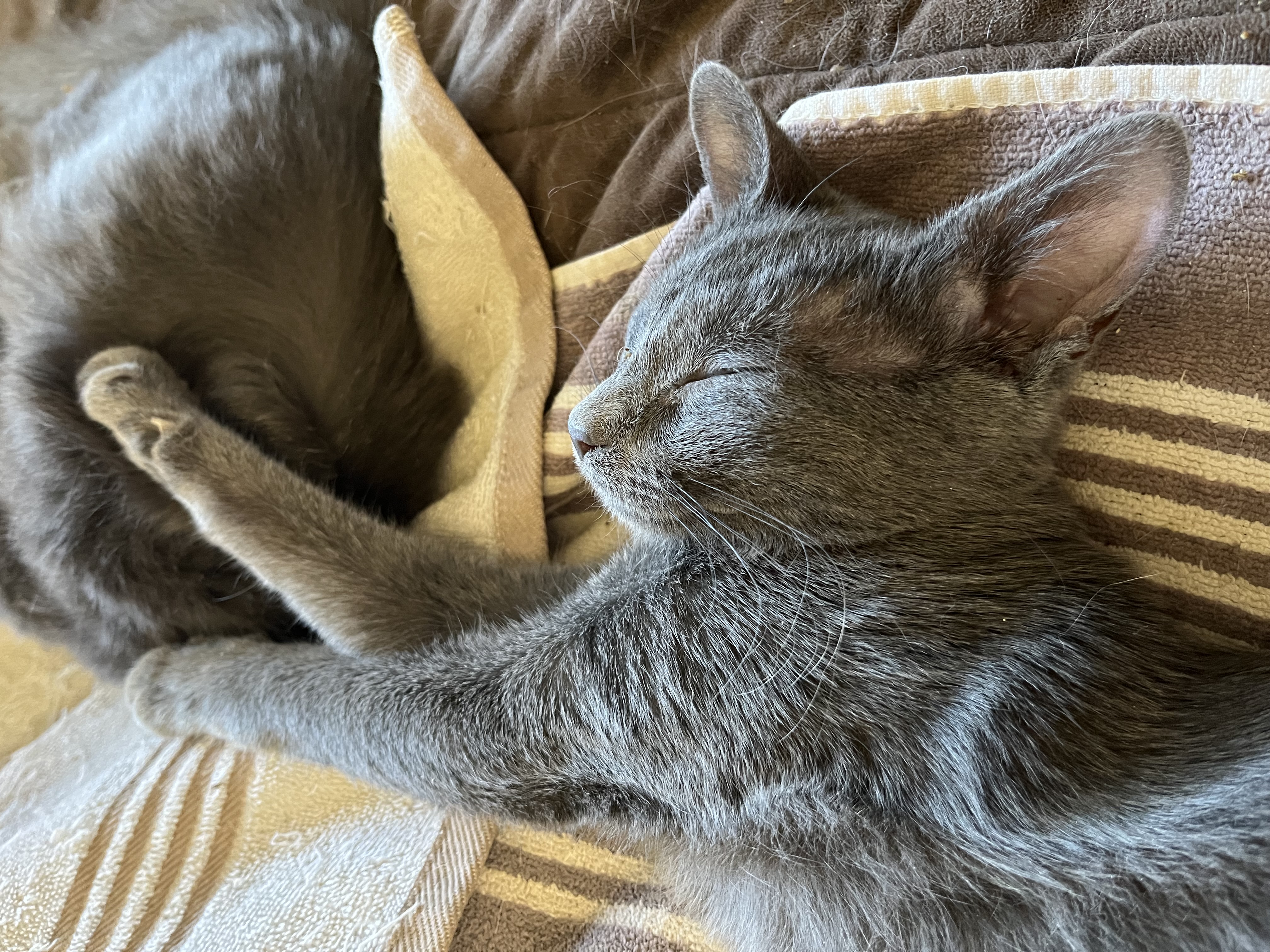 Enlarge Audrey, a Adoptable Domestic Short Hair in Mount Airy, MD image 5/5