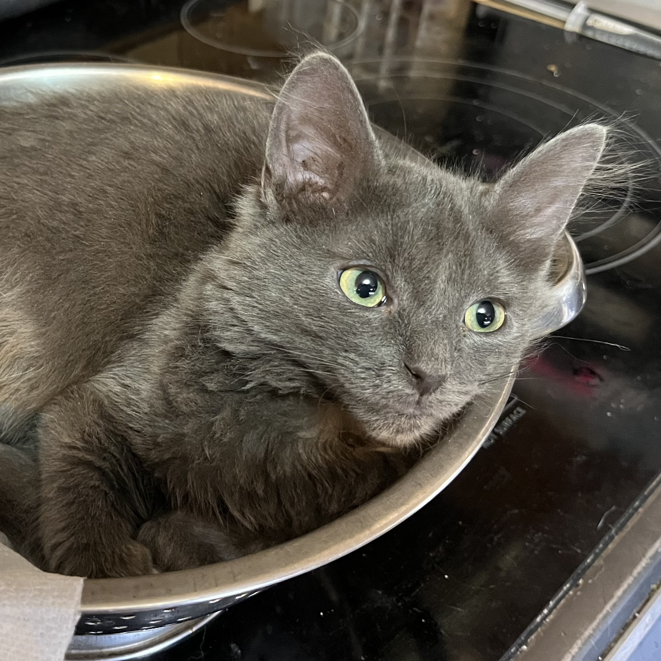 Enlarge Audrey, a Adoptable Domestic Short Hair in Mount Airy, MD image 2/5