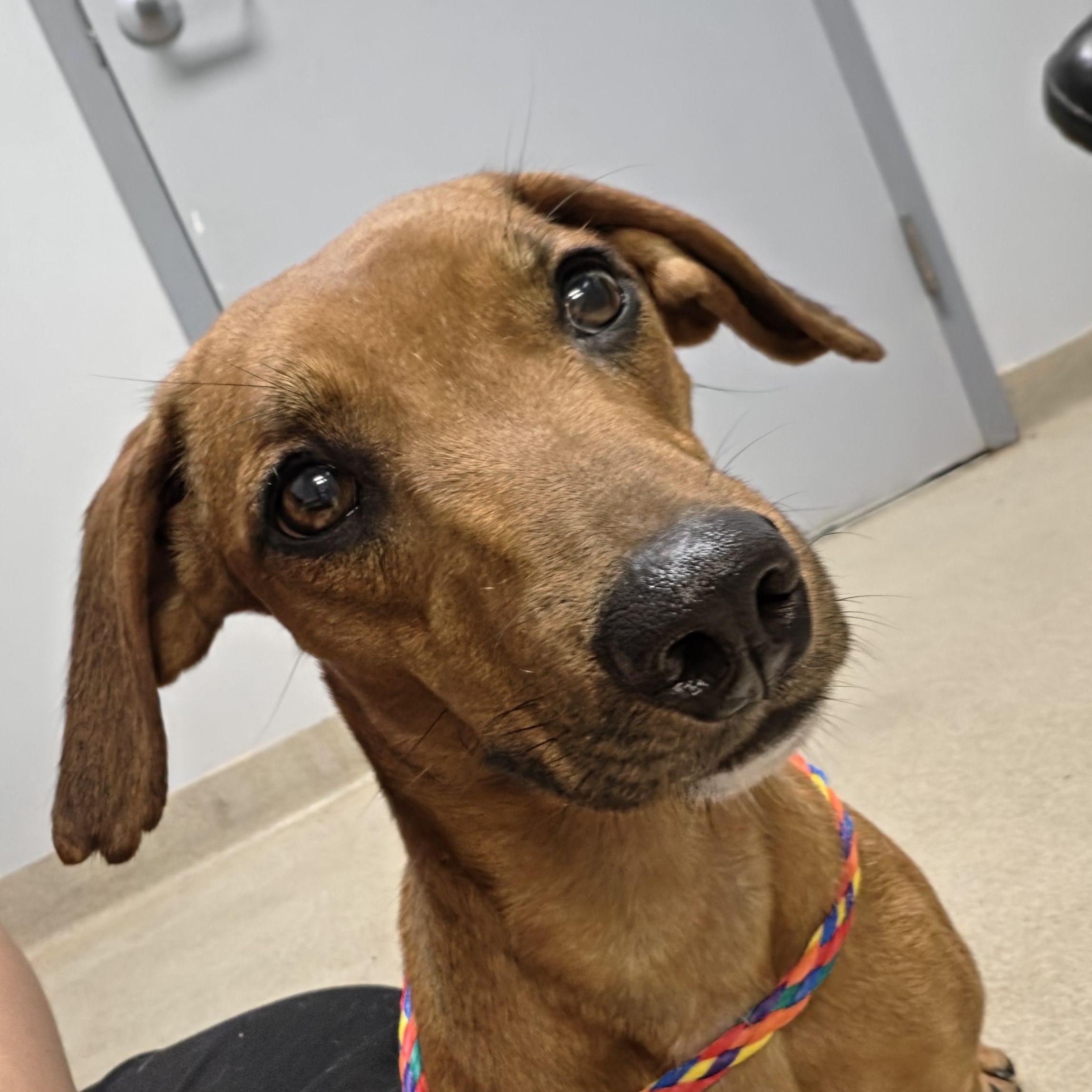 Peanut, Adoptable, Young Female Dachshund.