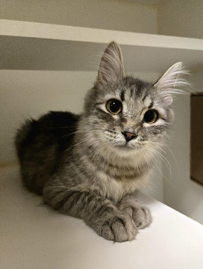Enlarge Fluffy McLovin', an adopted Domestic Medium Hair in Bellingham, WA image 1/3