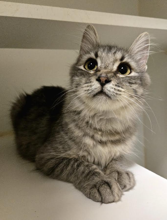 Enlarge Fluffy McLovin', an adopted Domestic Medium Hair in Bellingham, WA image 3/3