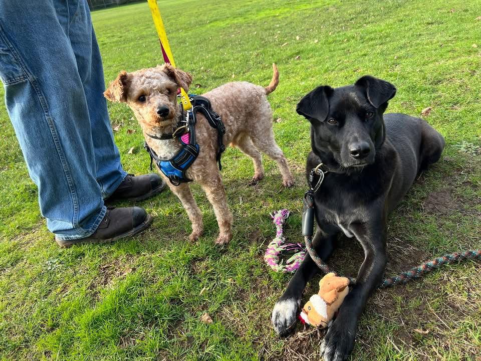 Billy, Adoptable, Adult Male Poodle.