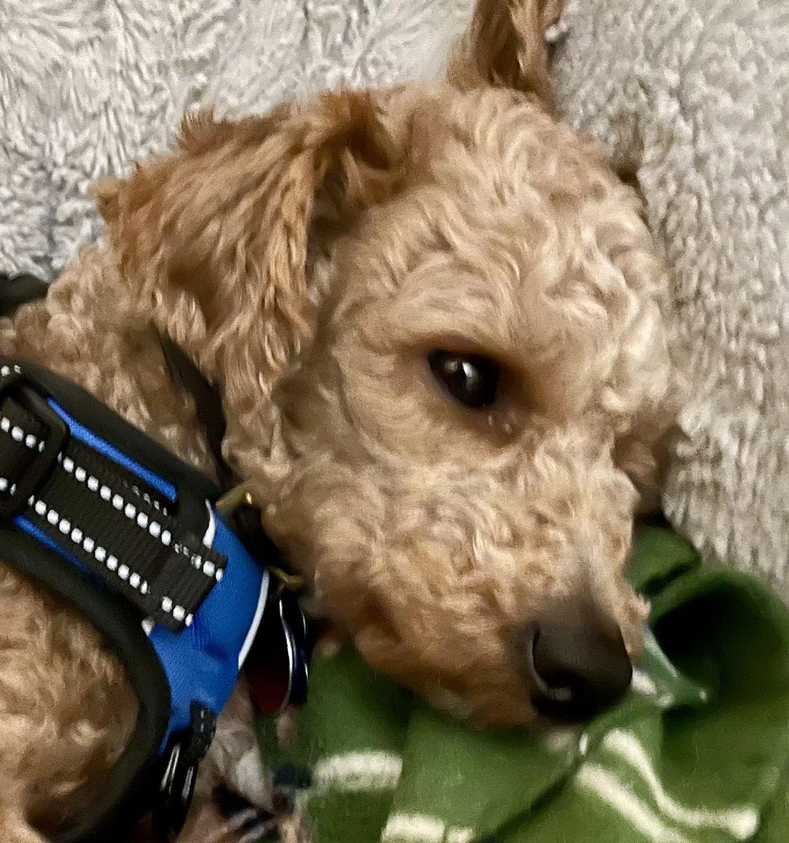 Billy, Adoptable, Adult Male Poodle.