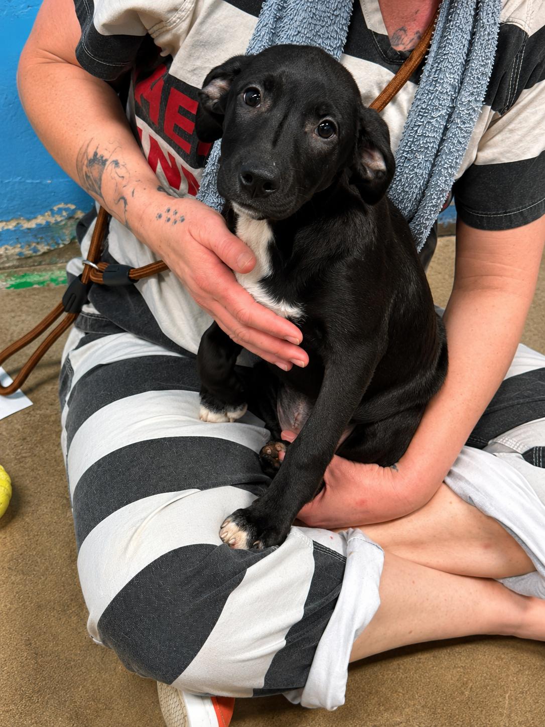 Enlarge Sedna 4351E, an adopted mixed breed in Phoenix, AZ image 3/5