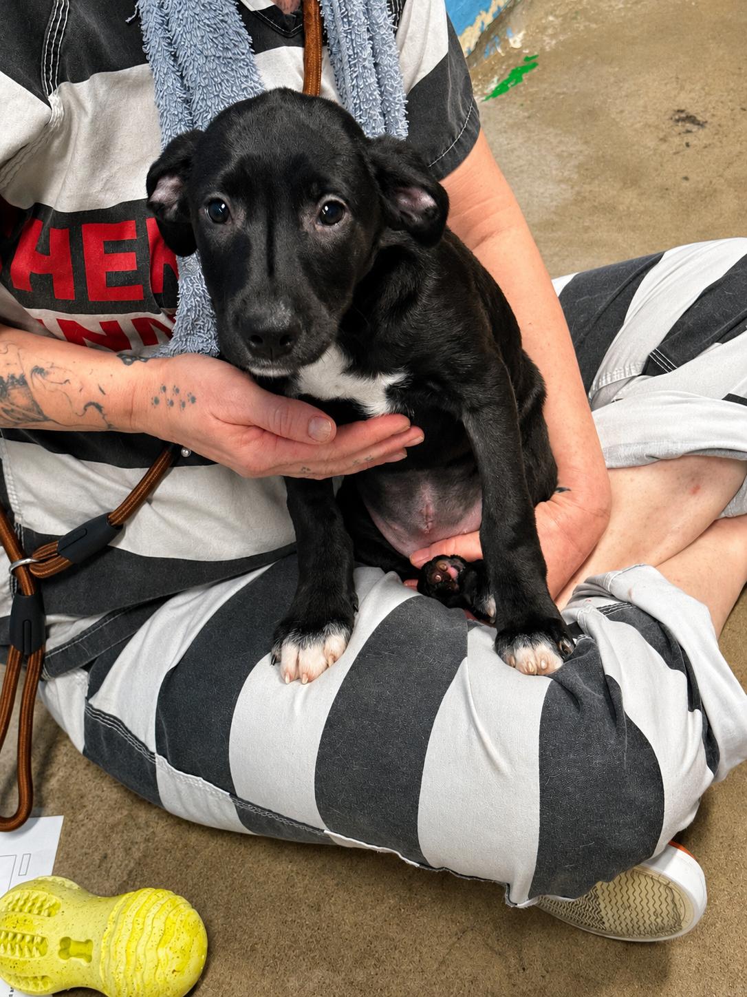 Enlarge Sedna 4351E, an adopted mixed breed in Phoenix, AZ image 2/5
