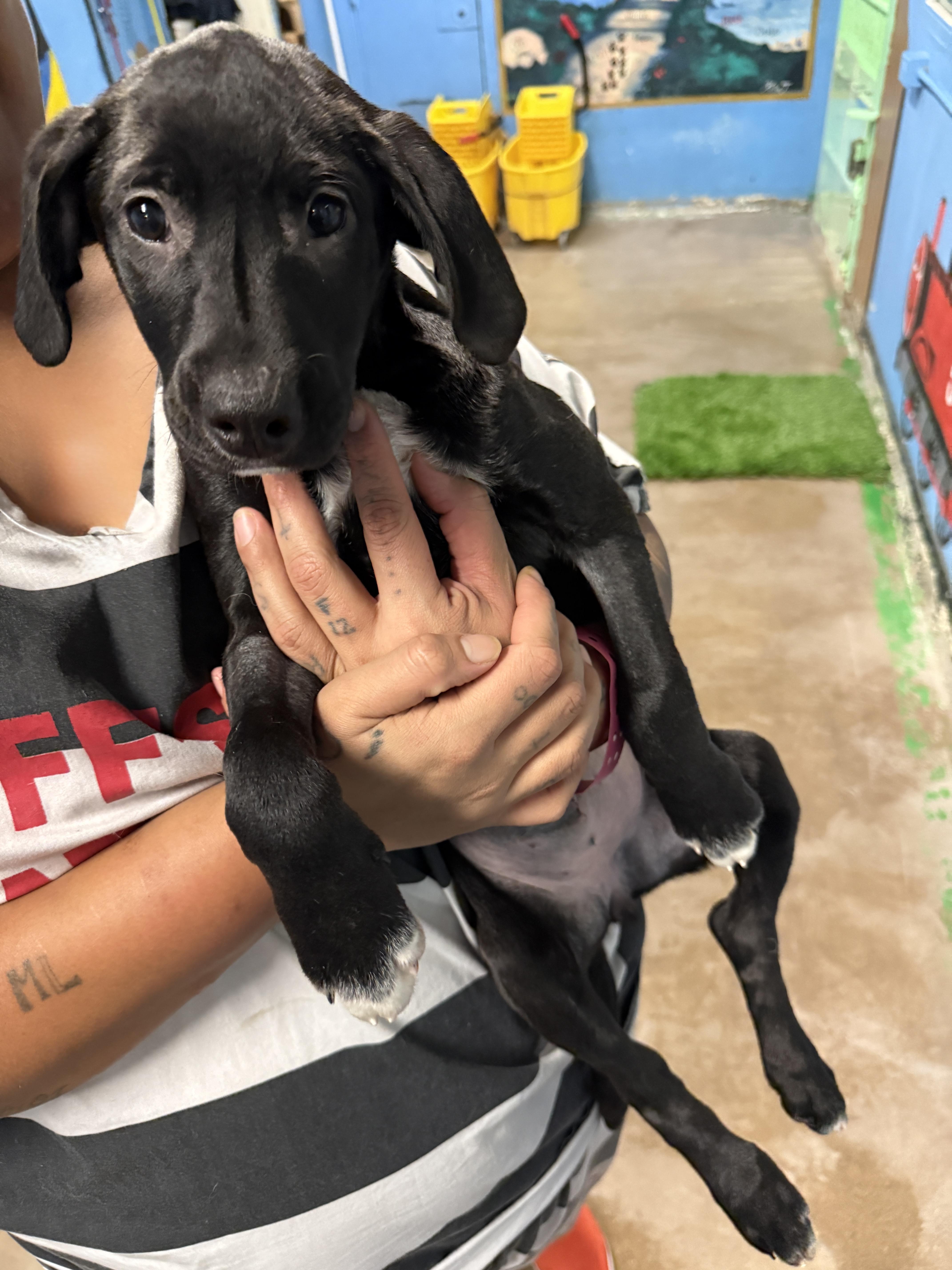Enlarge Sedna 4351E, an adopted mixed breed in Phoenix, AZ image 4/5