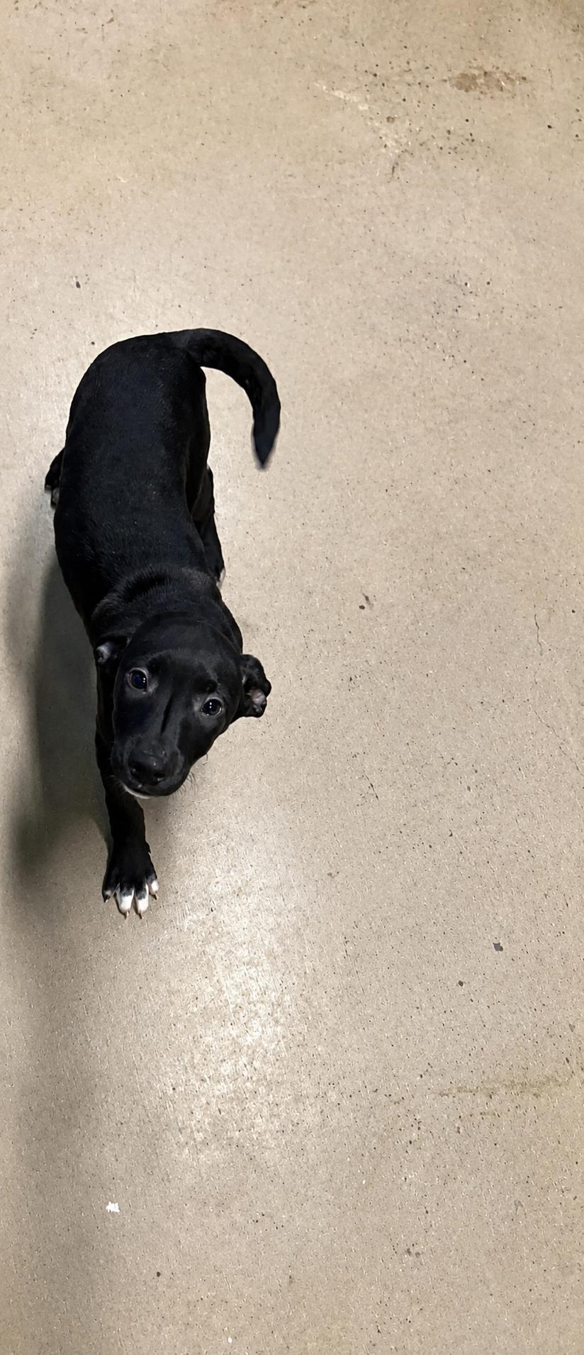 Enlarge Sedna 4351E, an adopted mixed breed in Phoenix, AZ image 5/5