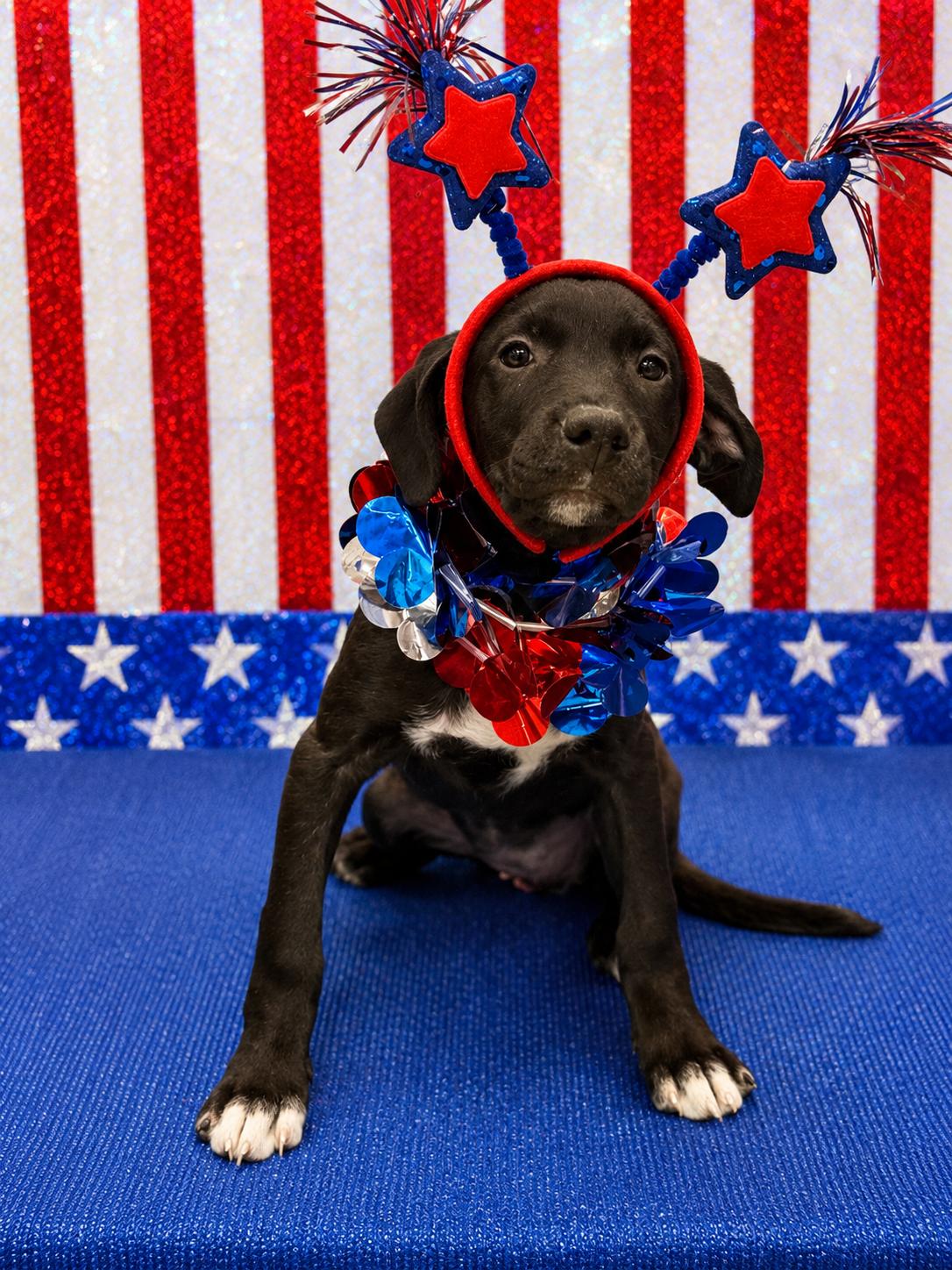 Enlarge Sedna 4351E, an adopted mixed breed in Phoenix, AZ image 1/5