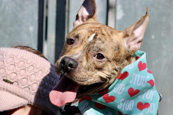 Enlarge Cosmo, a Adoptable mixed breed in Staten Island, NY image 1/3