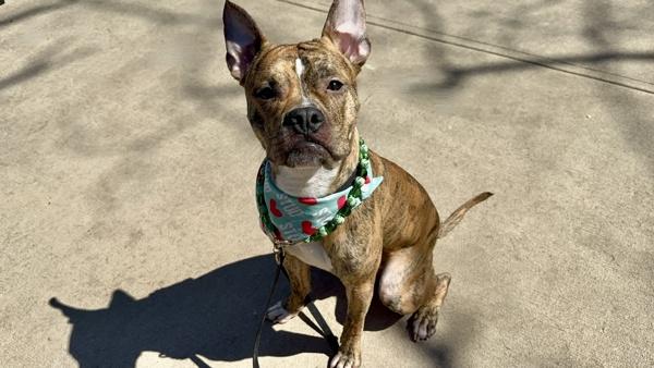 Enlarge Cosmo, a Adoptable mixed breed in Staten Island, NY image 2/3