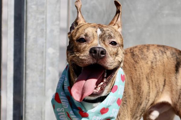 Enlarge Cosmo, a Adoptable mixed breed in Staten Island, NY image 3/3