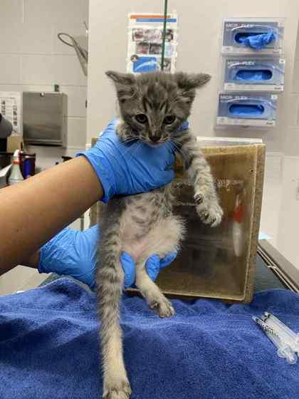 Ron, Adoptable, Kitten Male Domestic Short Hair & Domestic Short Hair.