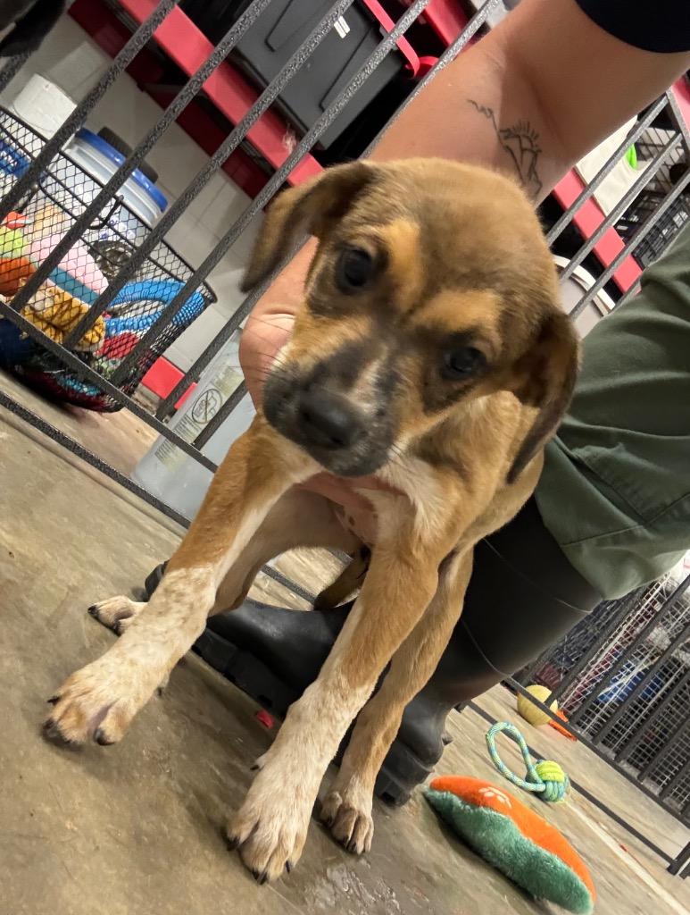 Nike, Adoptable, Puppy Female Australian Cattle Dog / Blue Heeler & Labrador Retriever.