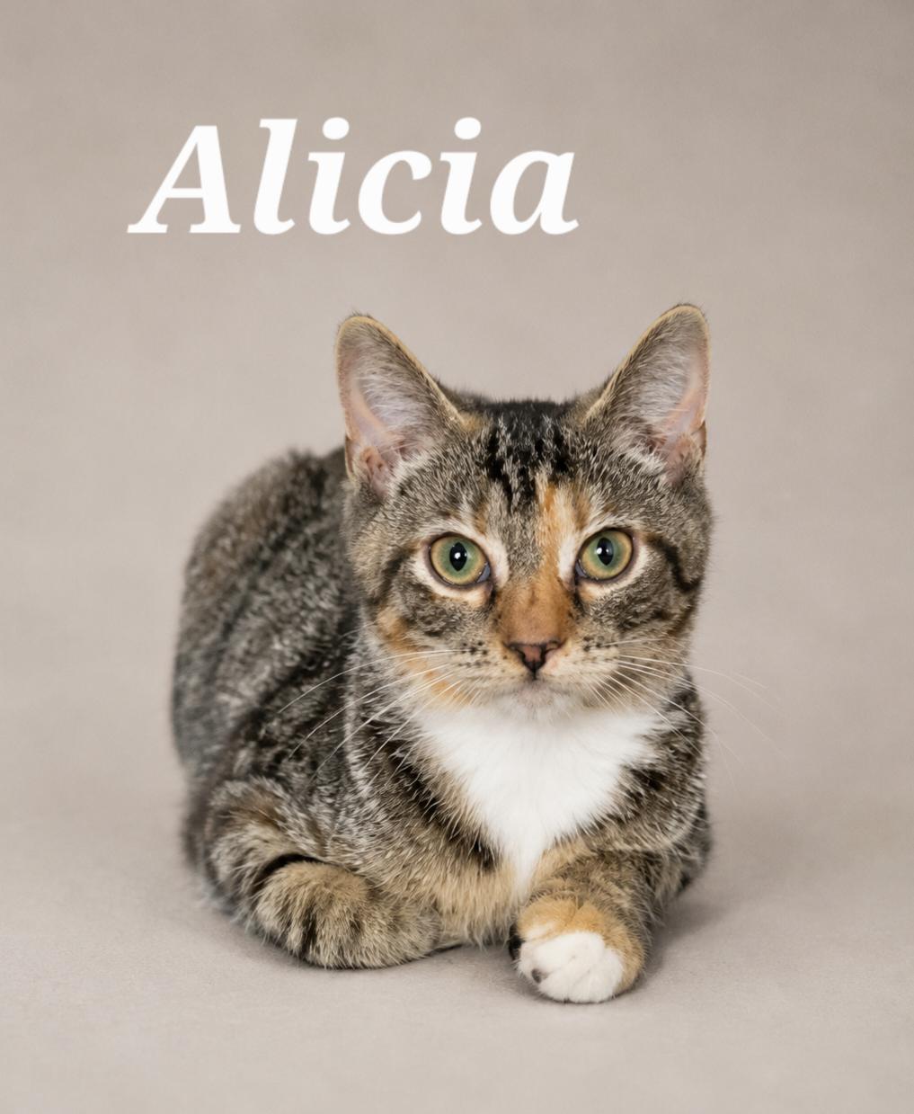 Enlarge Alicia, an adopted Tabby in Cranberry Township, PA image 1/1