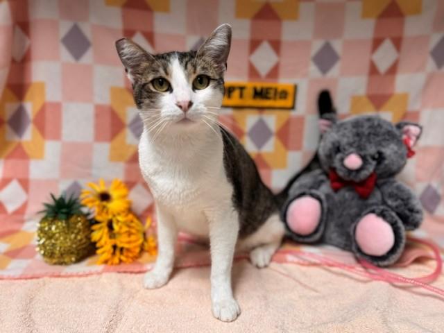 Enlarge HOMIE, a Adoptable Domestic Short Hair in Fairfield, CA image 1/1