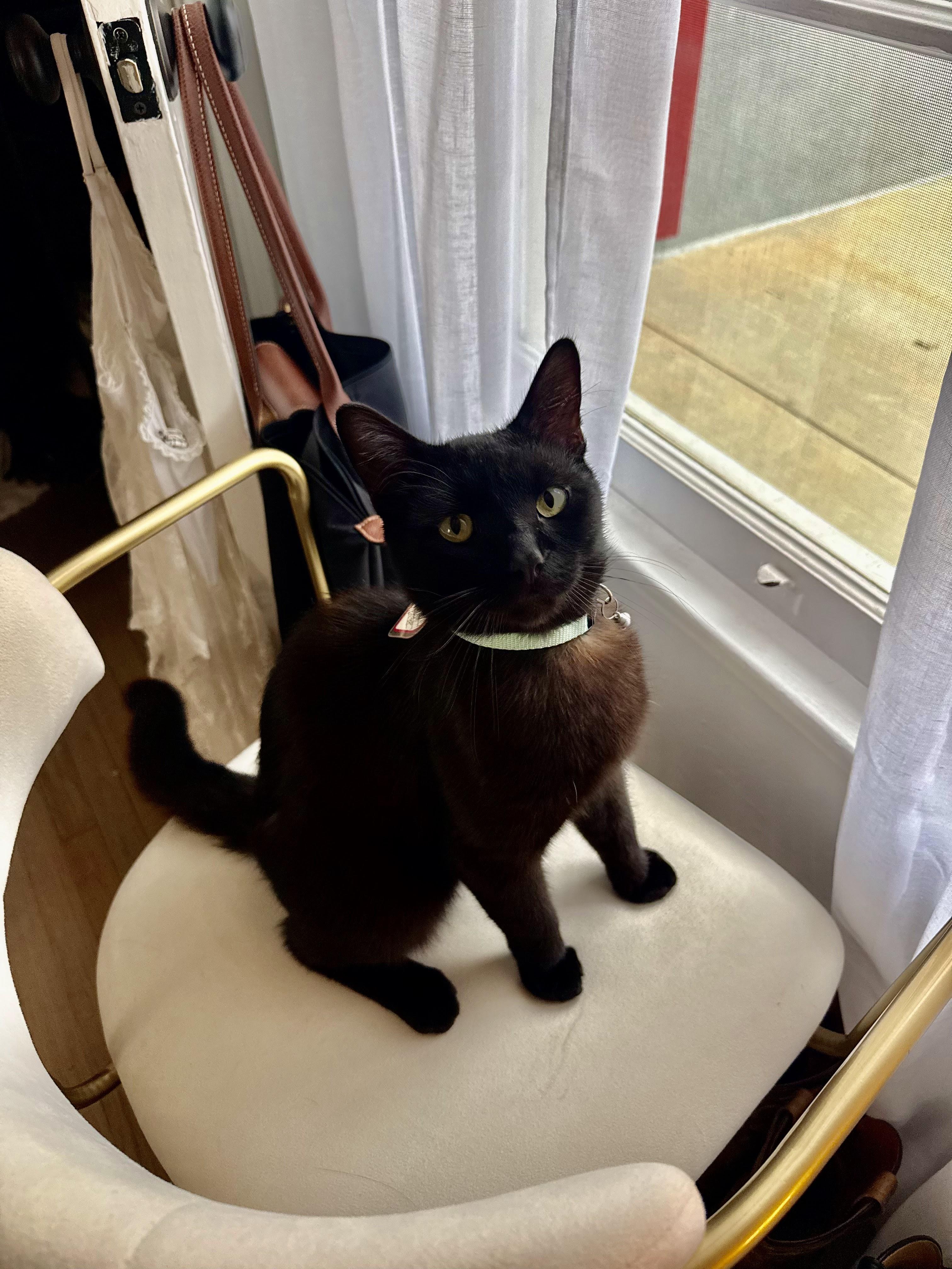 Blackjack, ADOPTABLE, Adult Male Bombay & Domestic Short Hair.