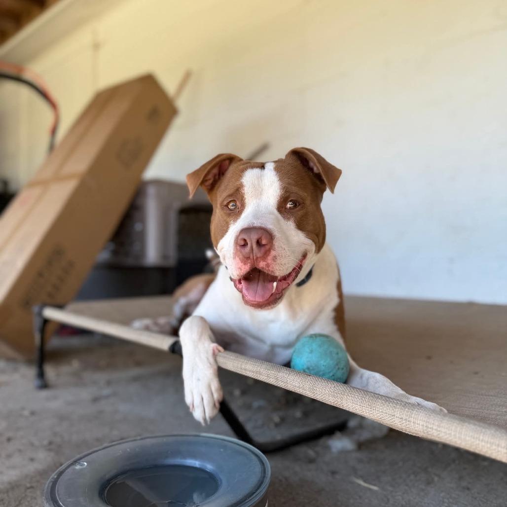 SCUE, Adoptable, Adult Male American Bulldog.