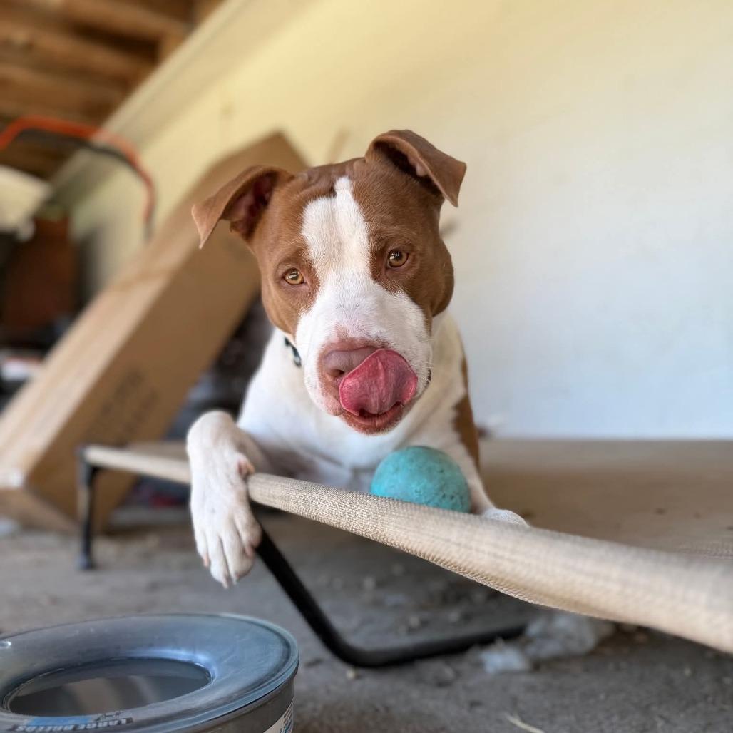 Enlarge SCUE, a Adoptable American Bulldog in Rossville, GA image 2/4