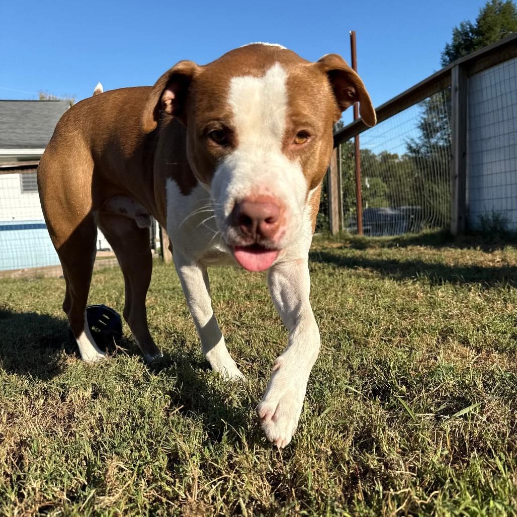 Enlarge SCUE, a Adoptable American Bulldog in Rossville, GA image 3/4